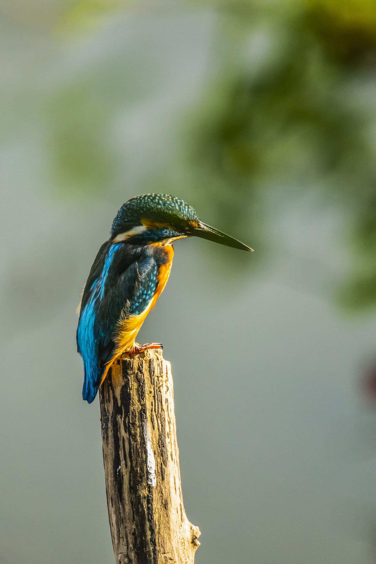 Martin, Isle of Cona October 2019