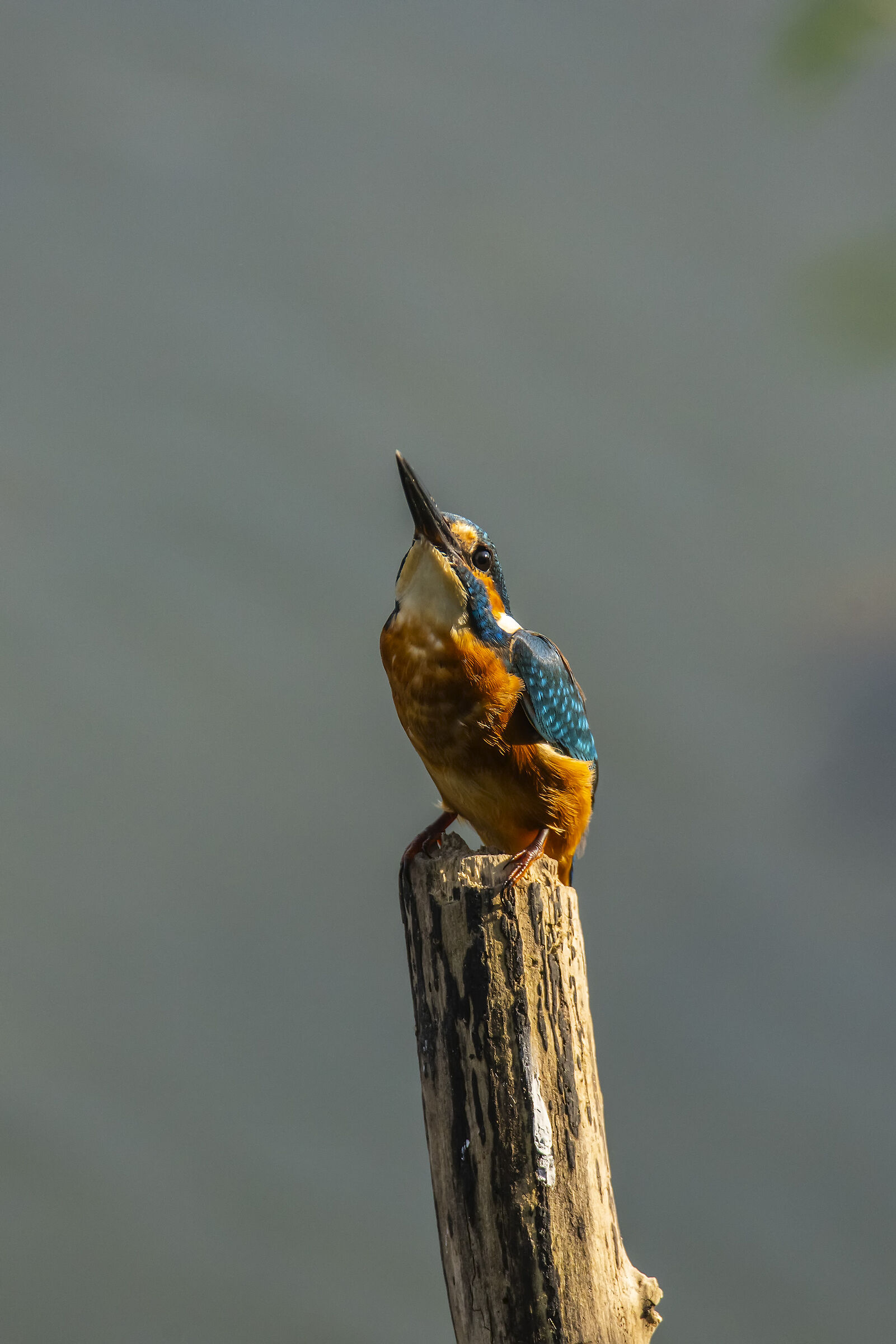 Martin, Isle of Cona October 2019