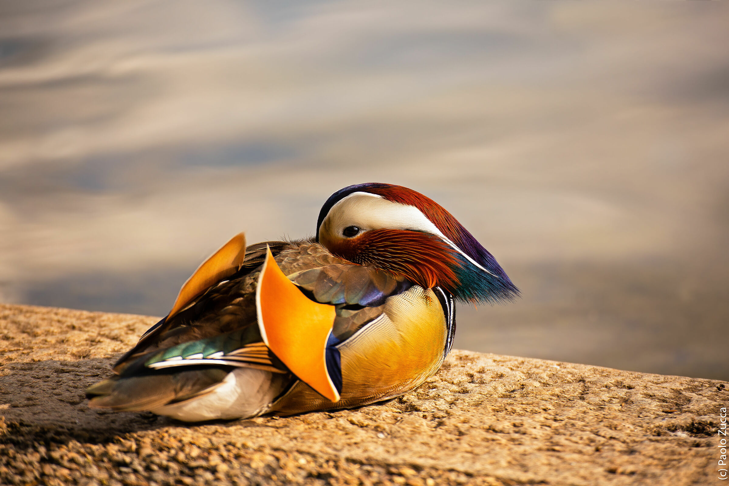 Mandarin duck at sunset