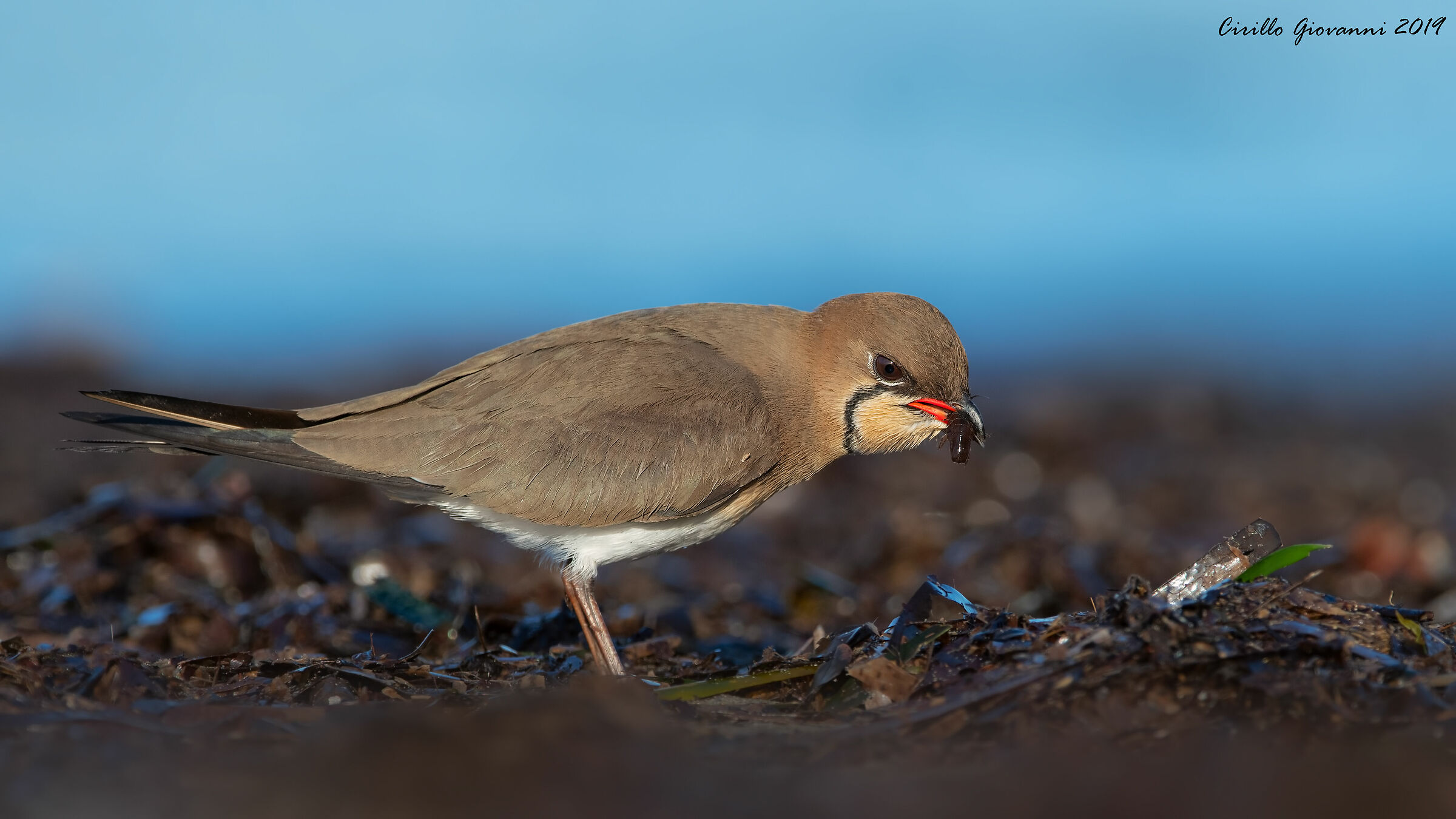 pernice di mare fa la pappa