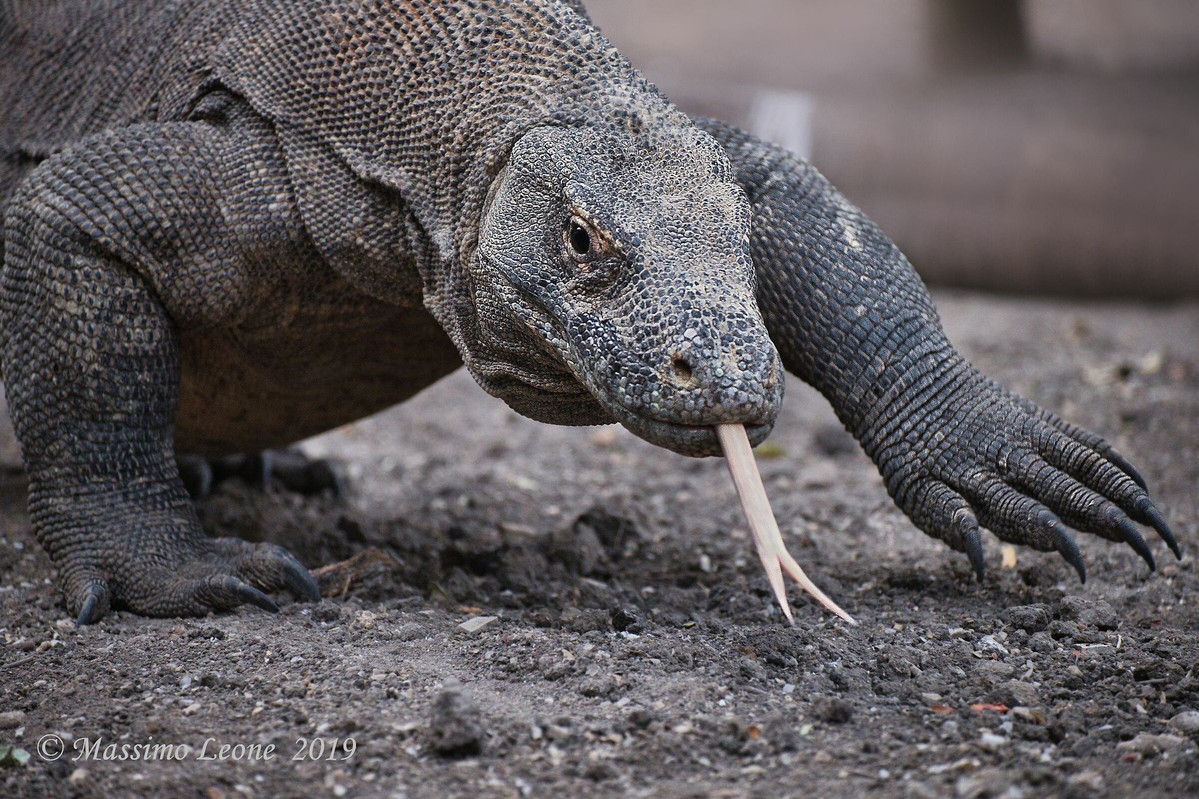Komodo dragon (Varanus komodoensis)