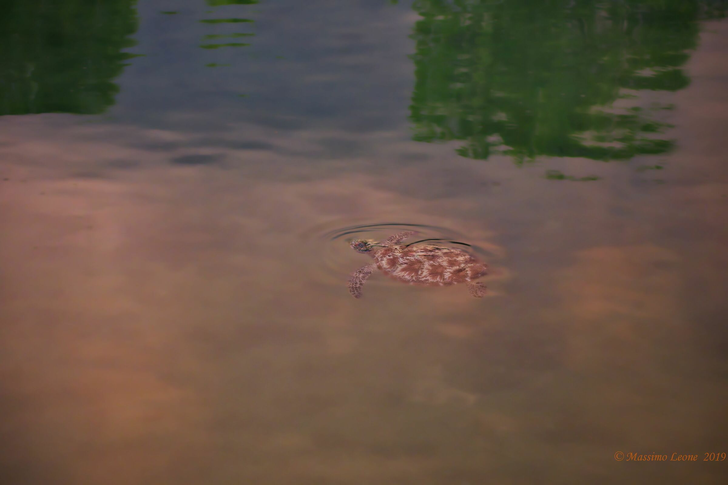 Turtle ... Monet style