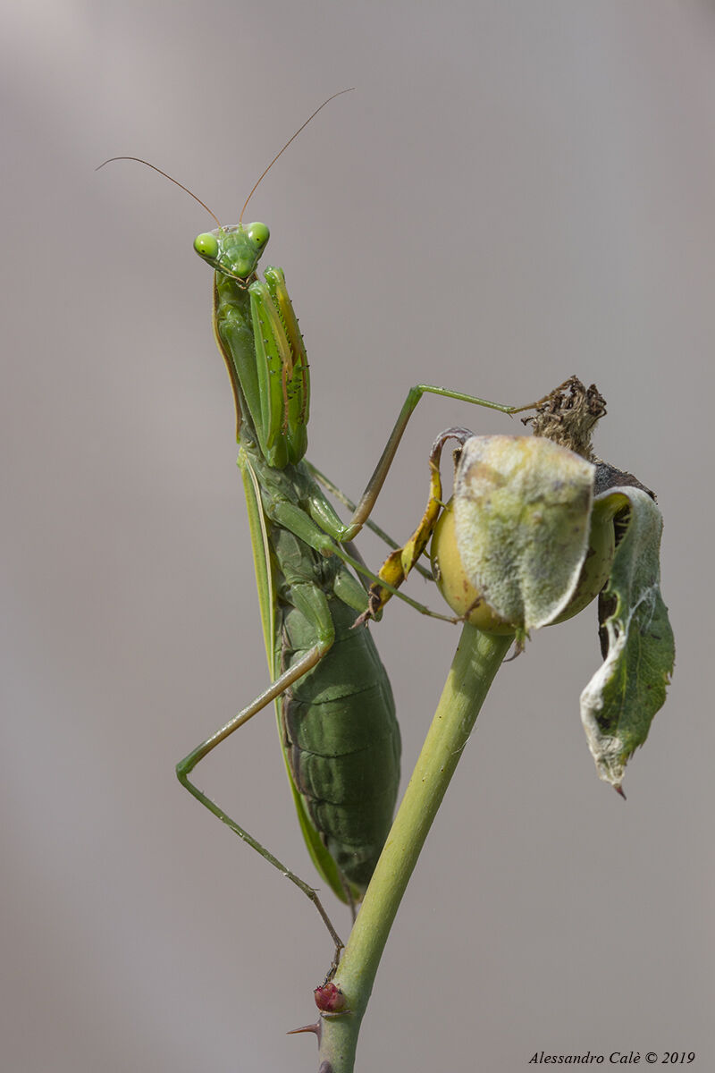 Mantis religiosa (Mantide religiosa) 5140