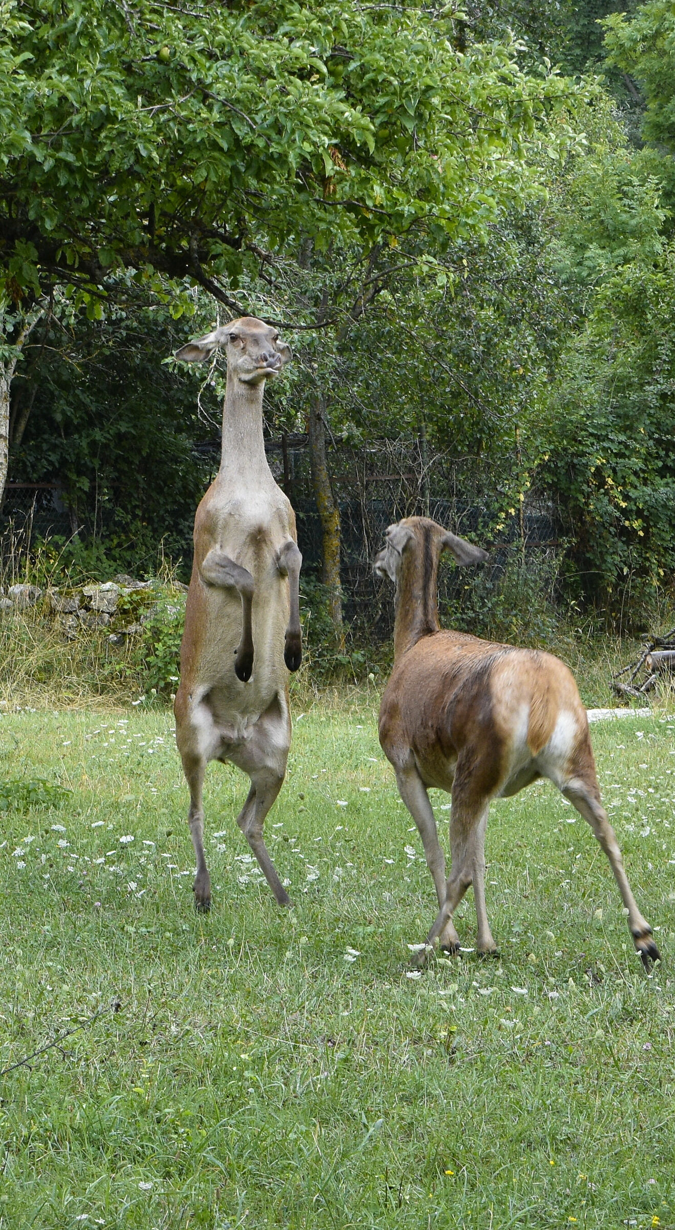 Very expressive cerva