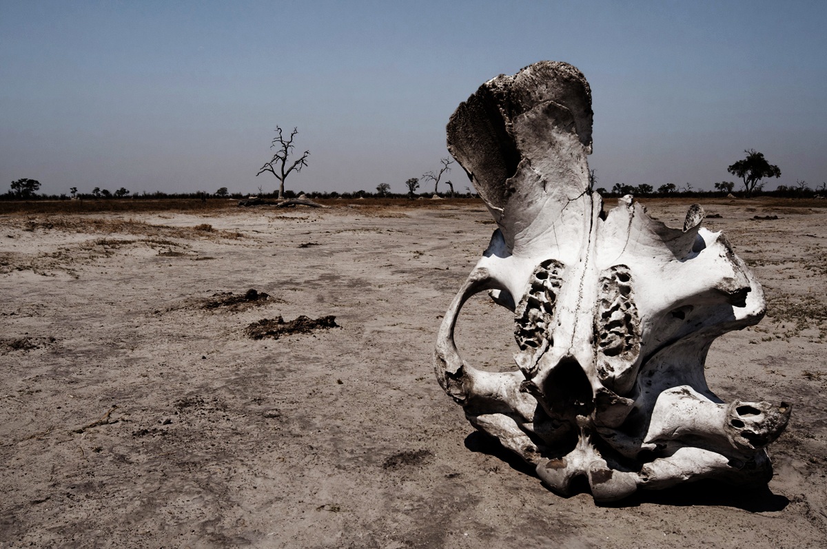 Desolation - Chobe NP (Botswana)