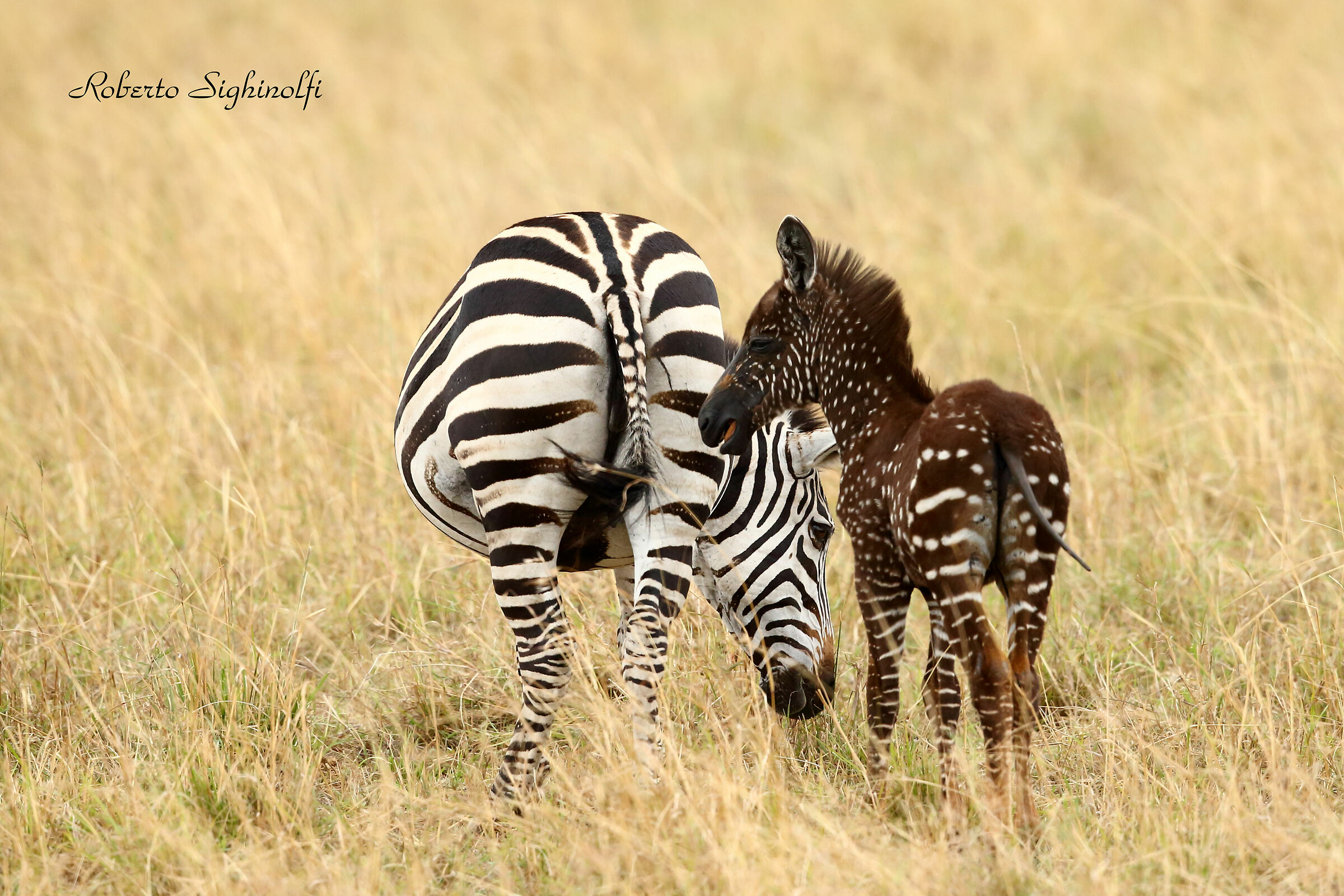 zebrina with polka dot coat to mom