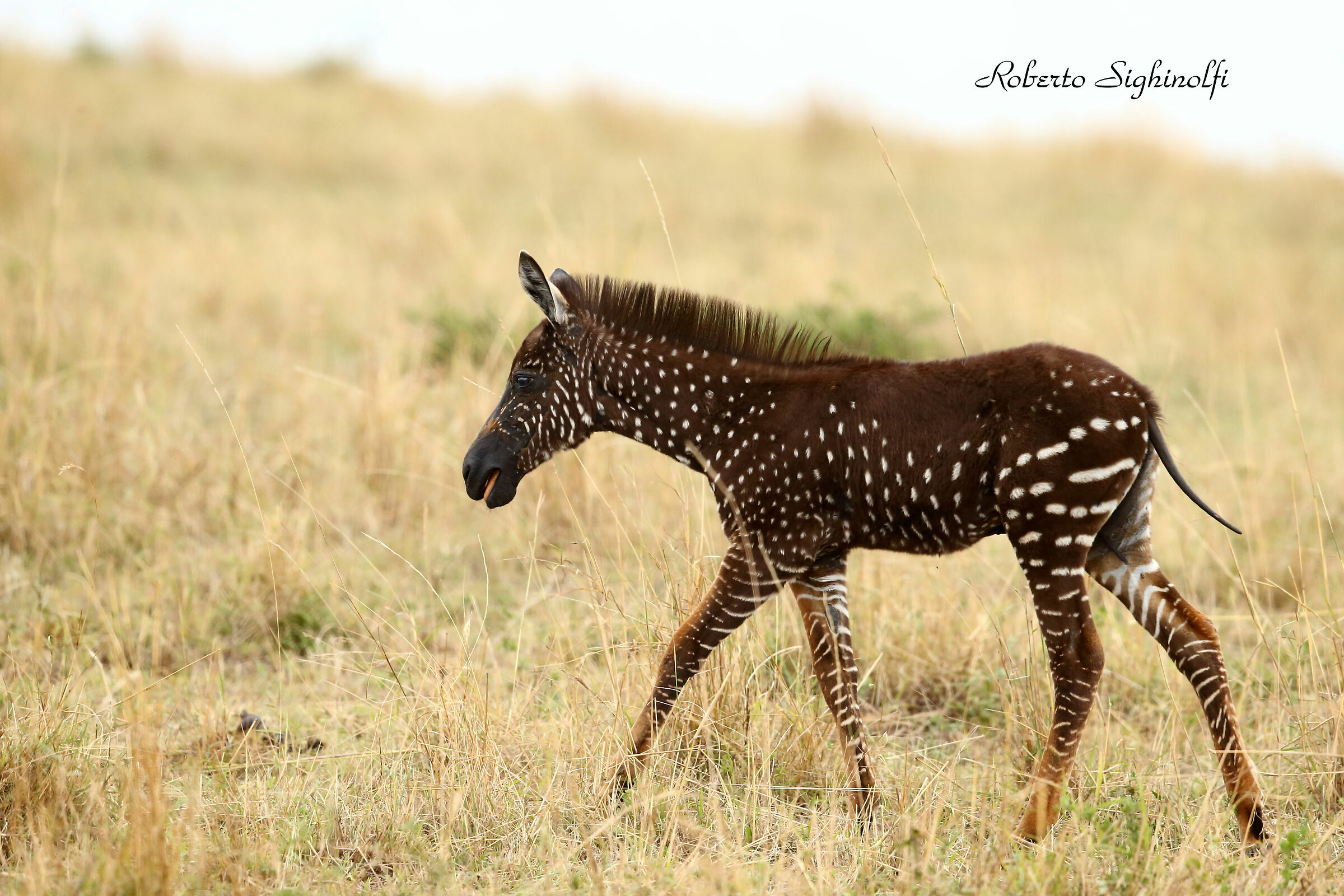 zebrina with polka dot coat