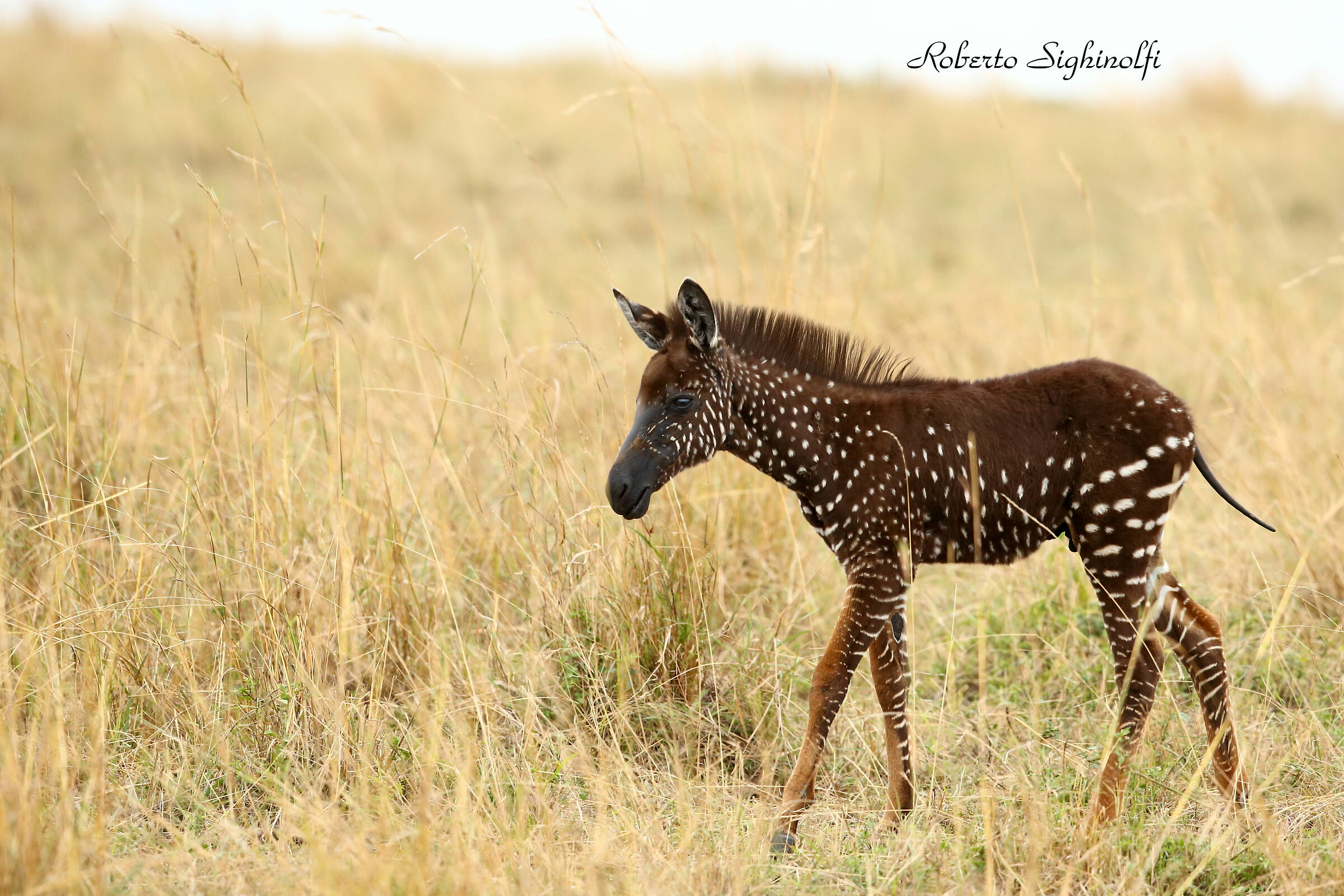 zebrina with polka dot coat
