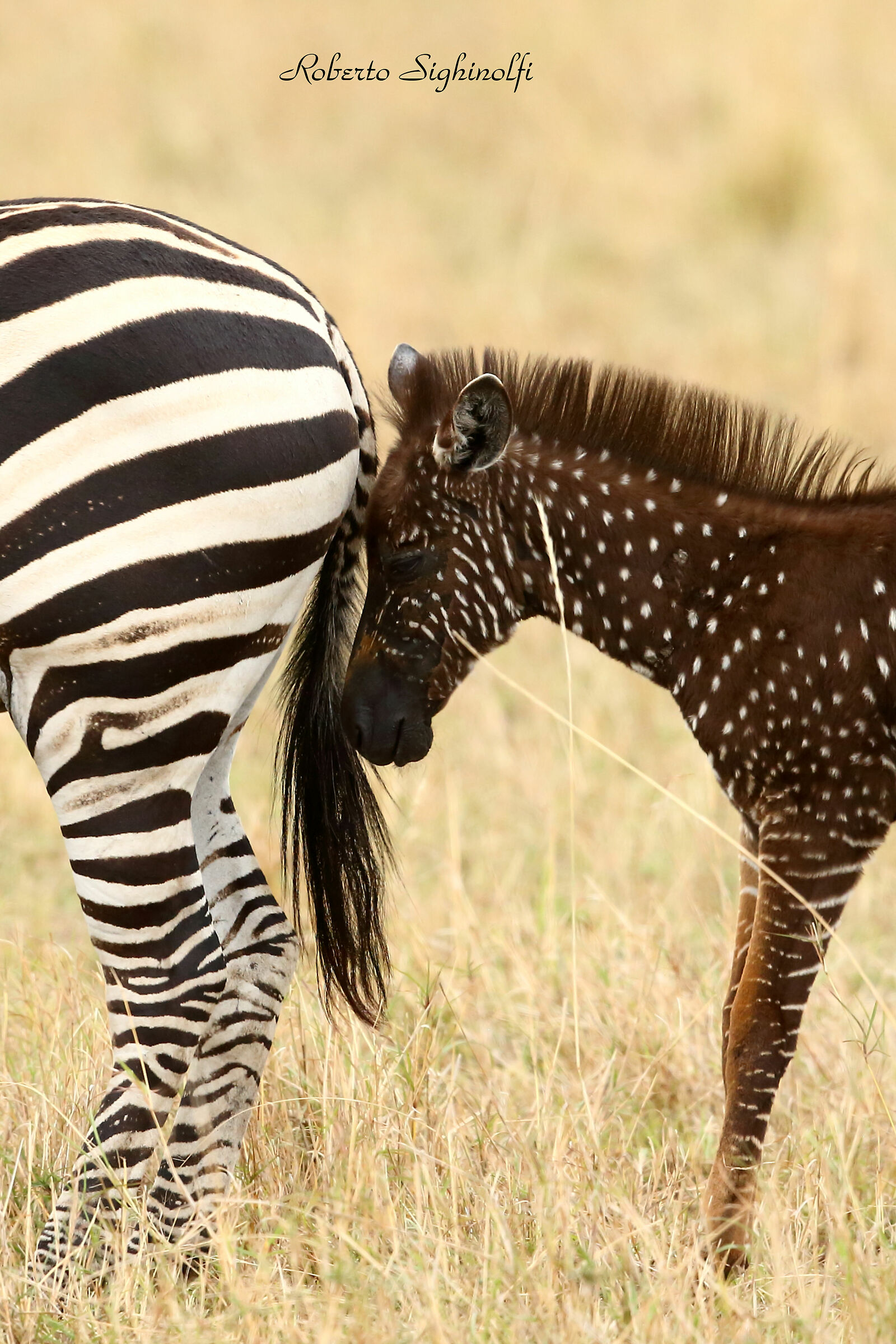 zebrina with polka dot coat to mom