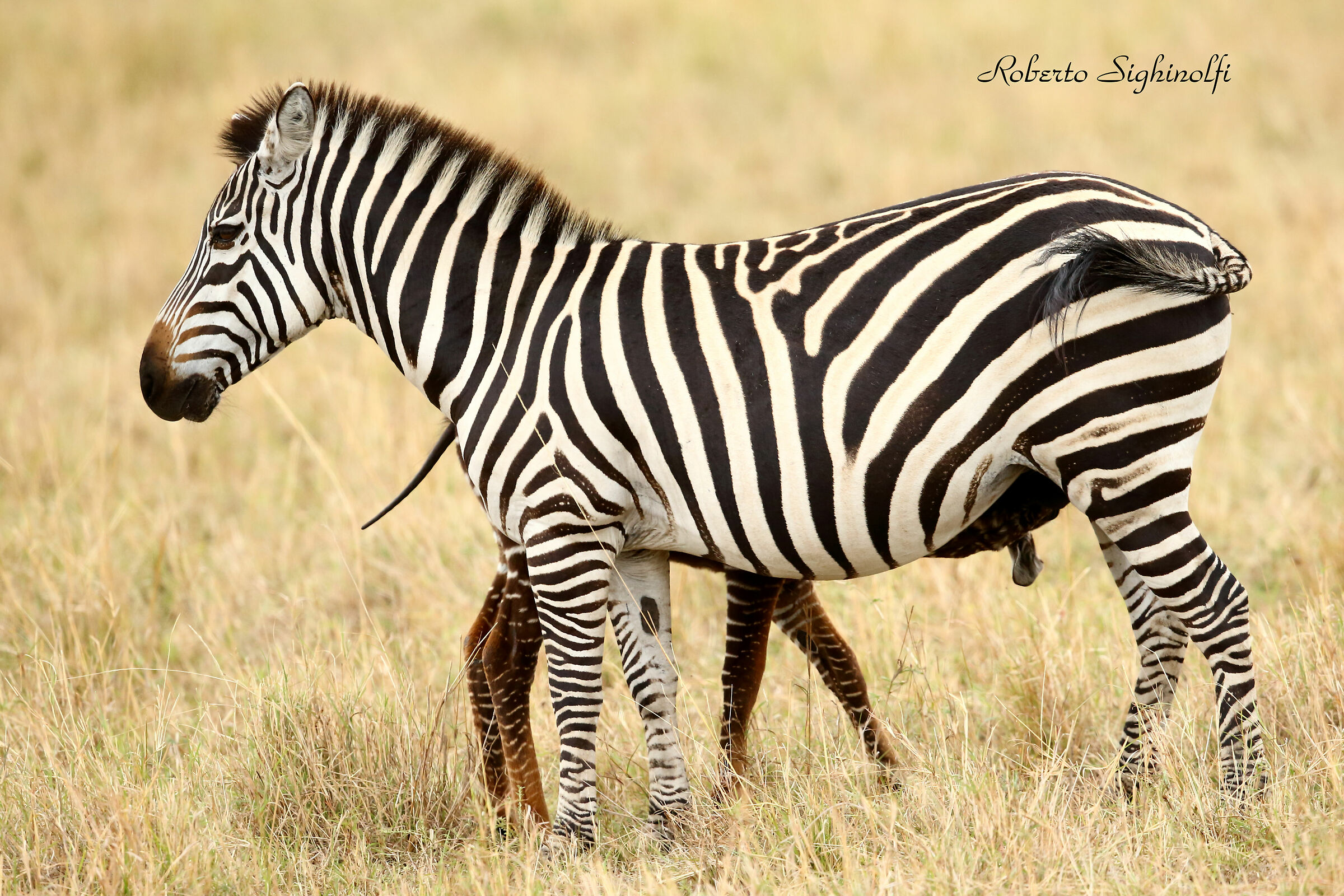 zebrina with polka dot coat takes milk