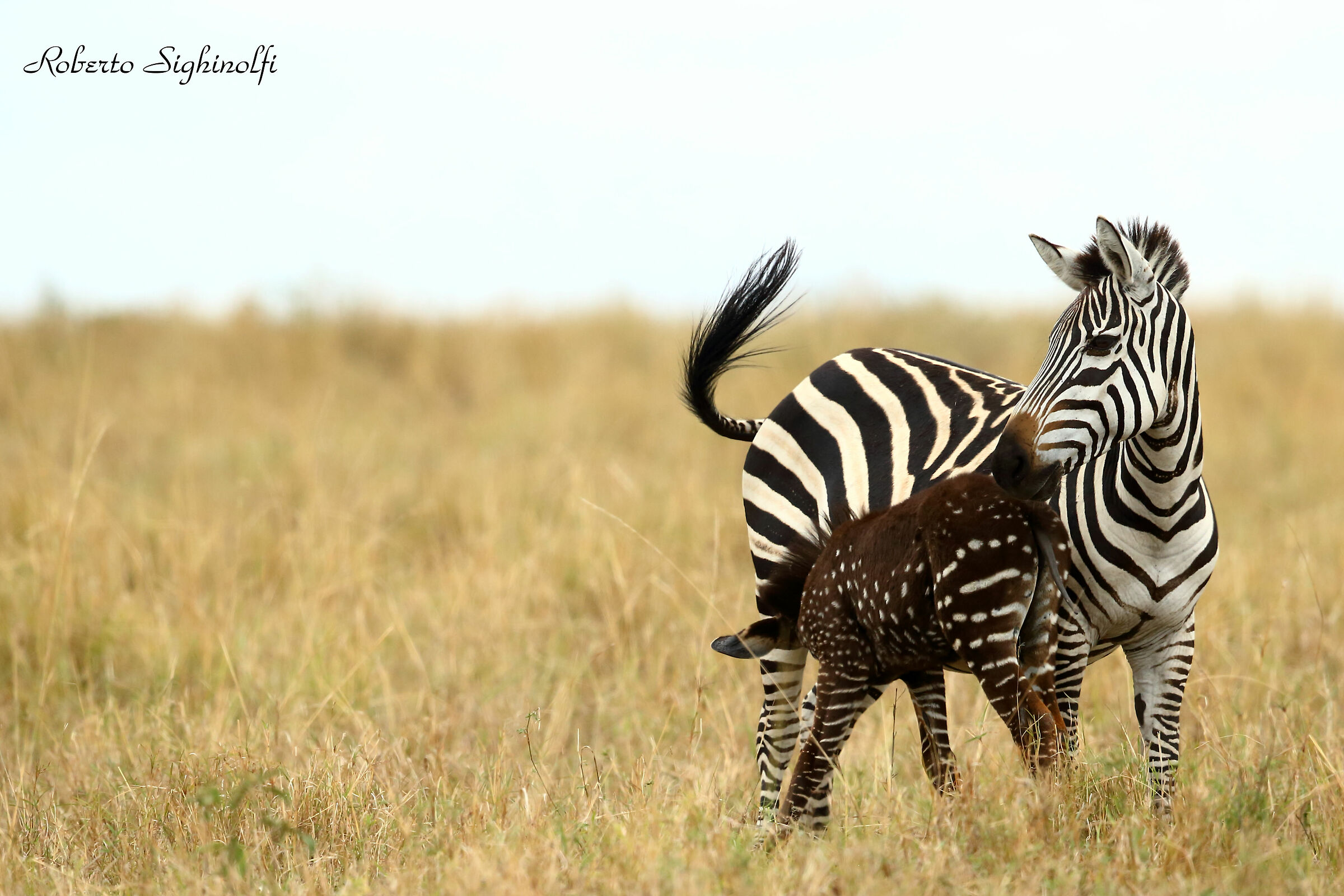 zebrina with polka dot coat takes milk