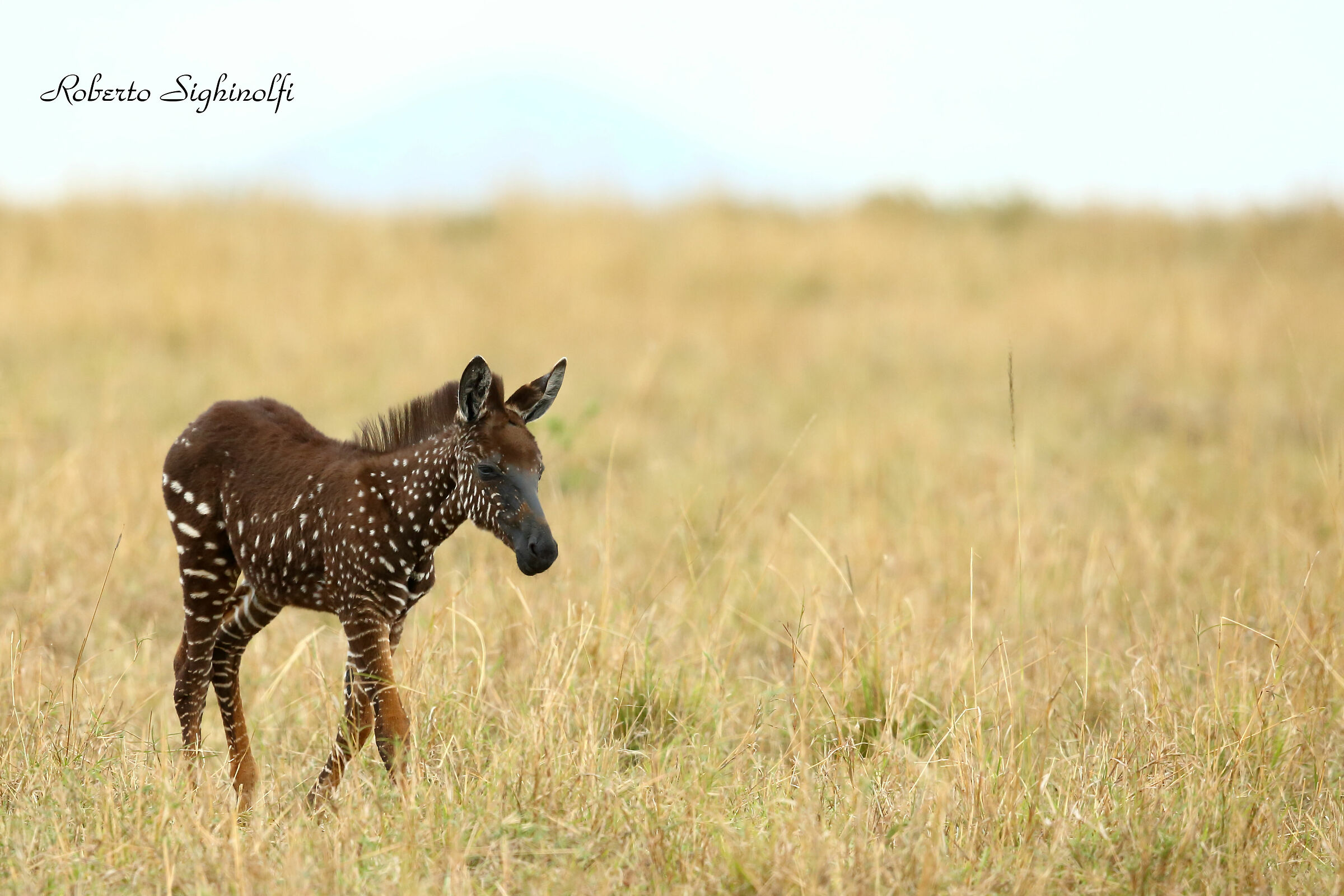 zebrina with polka dot coat