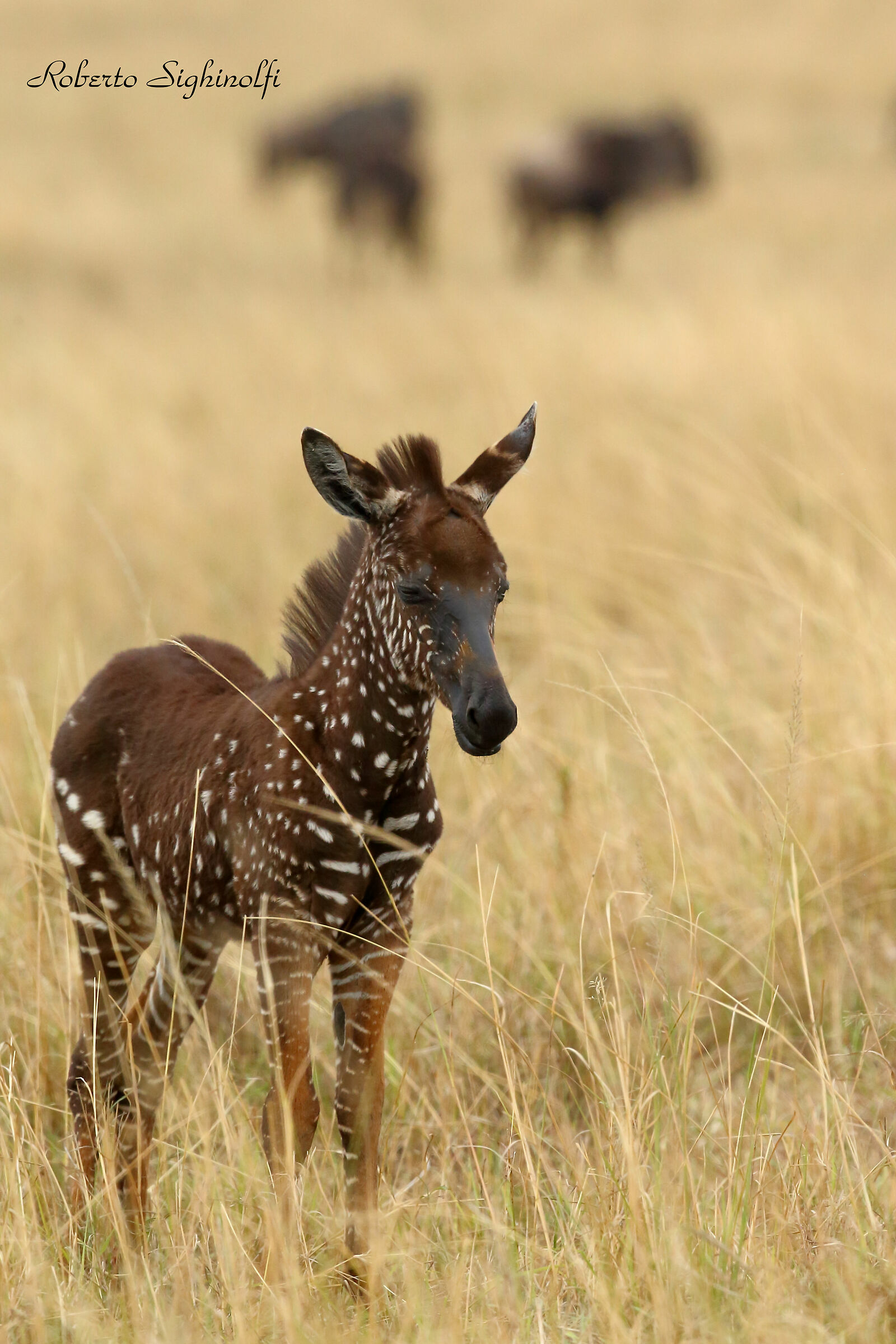 zebrina with polka dot coat