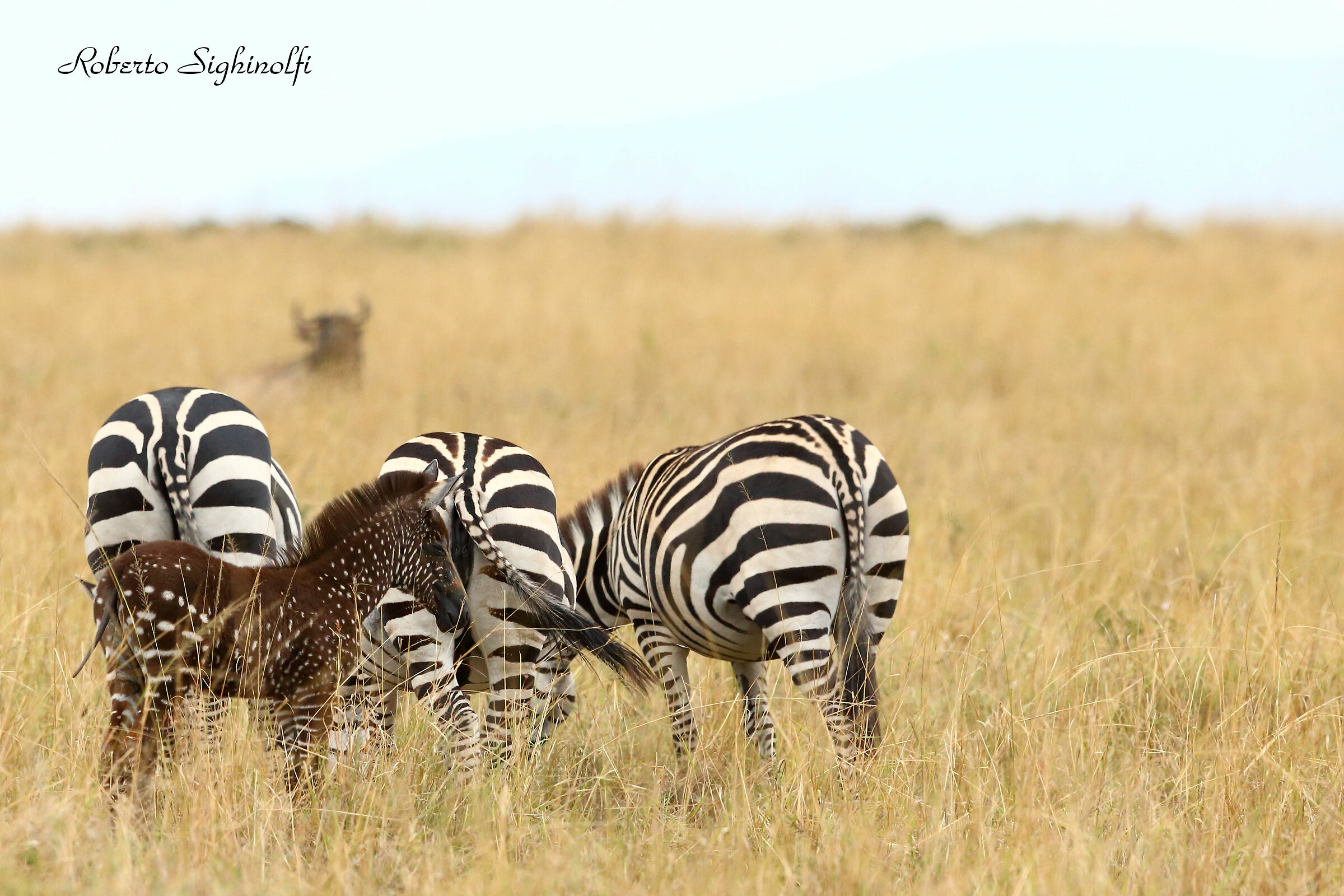 zebrina with polka dot coat