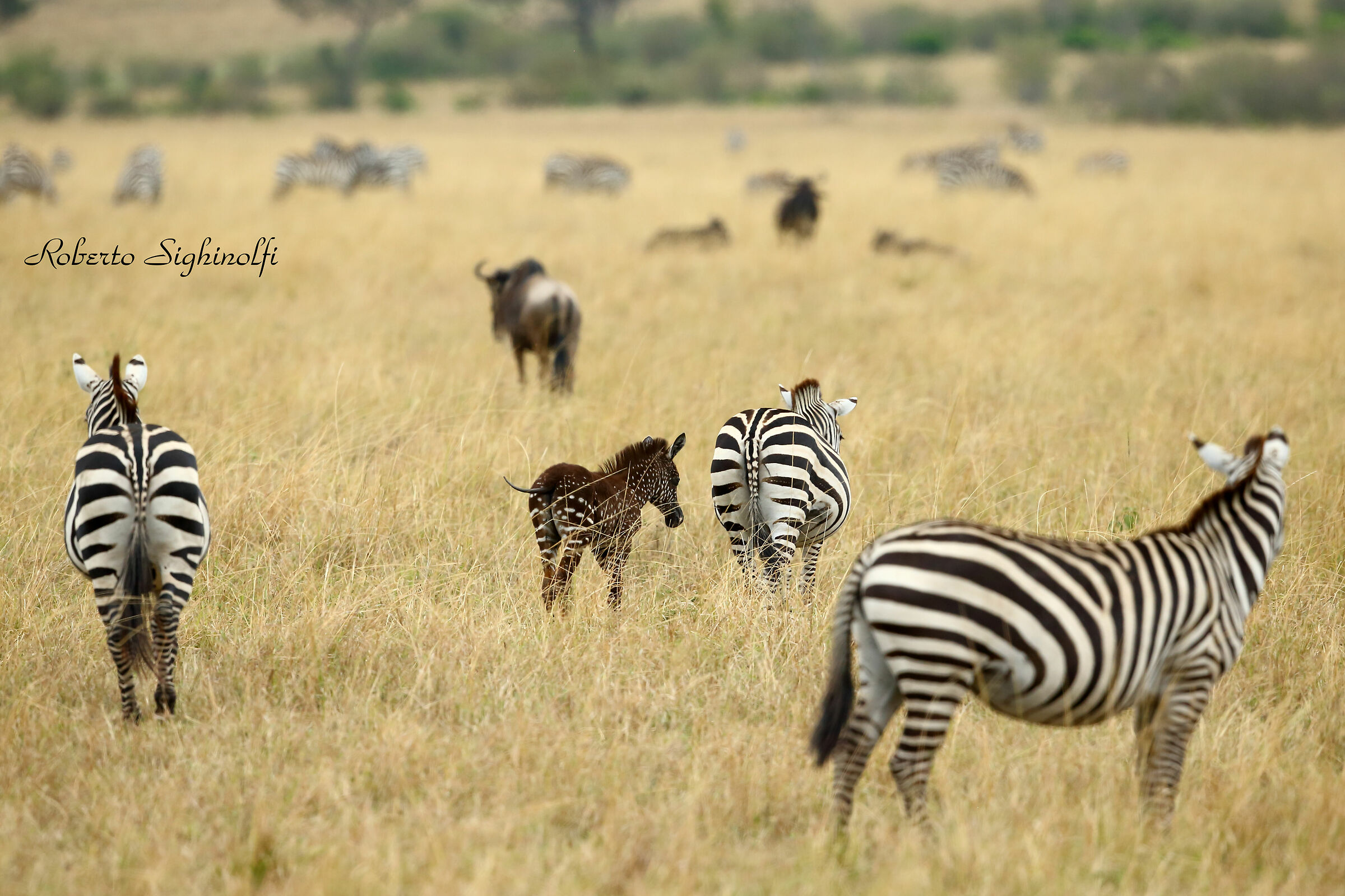 zebrina with polka dot coat