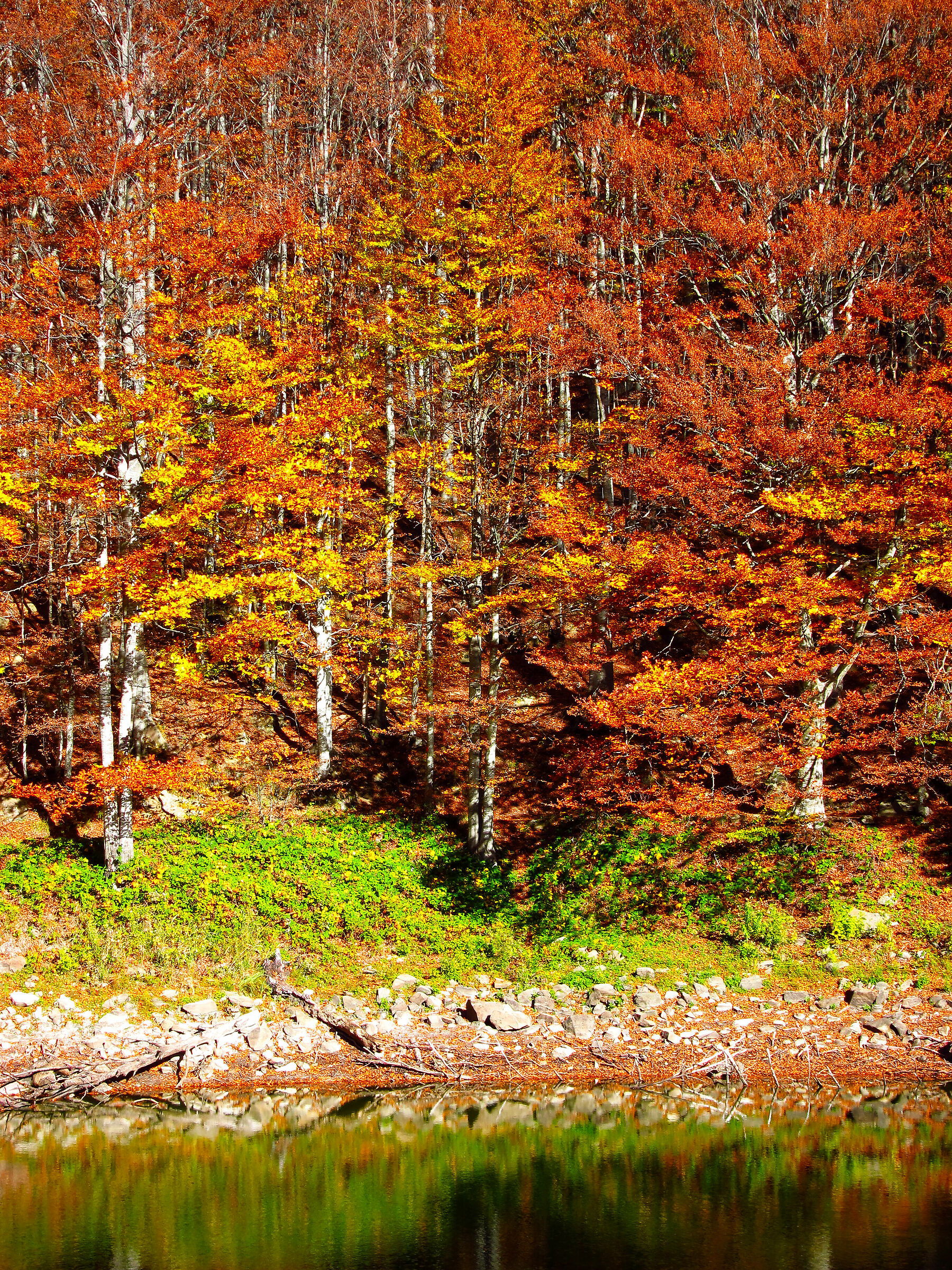 Esplosione di colori