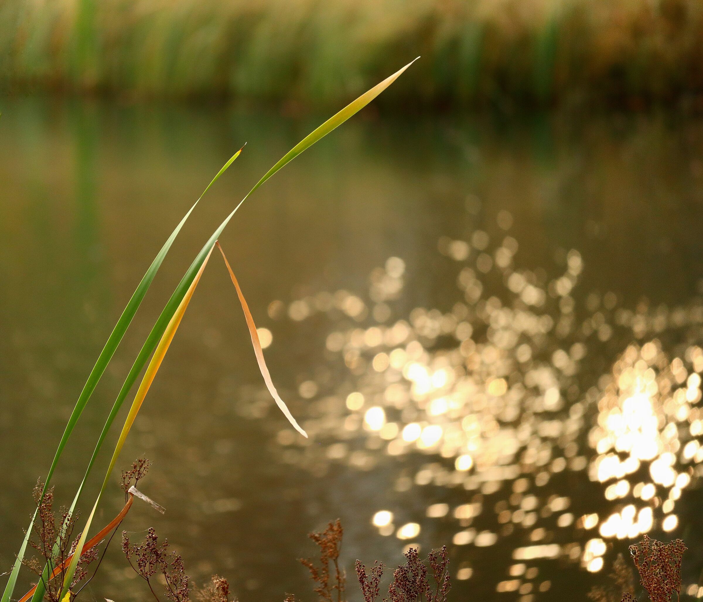 Natural light points