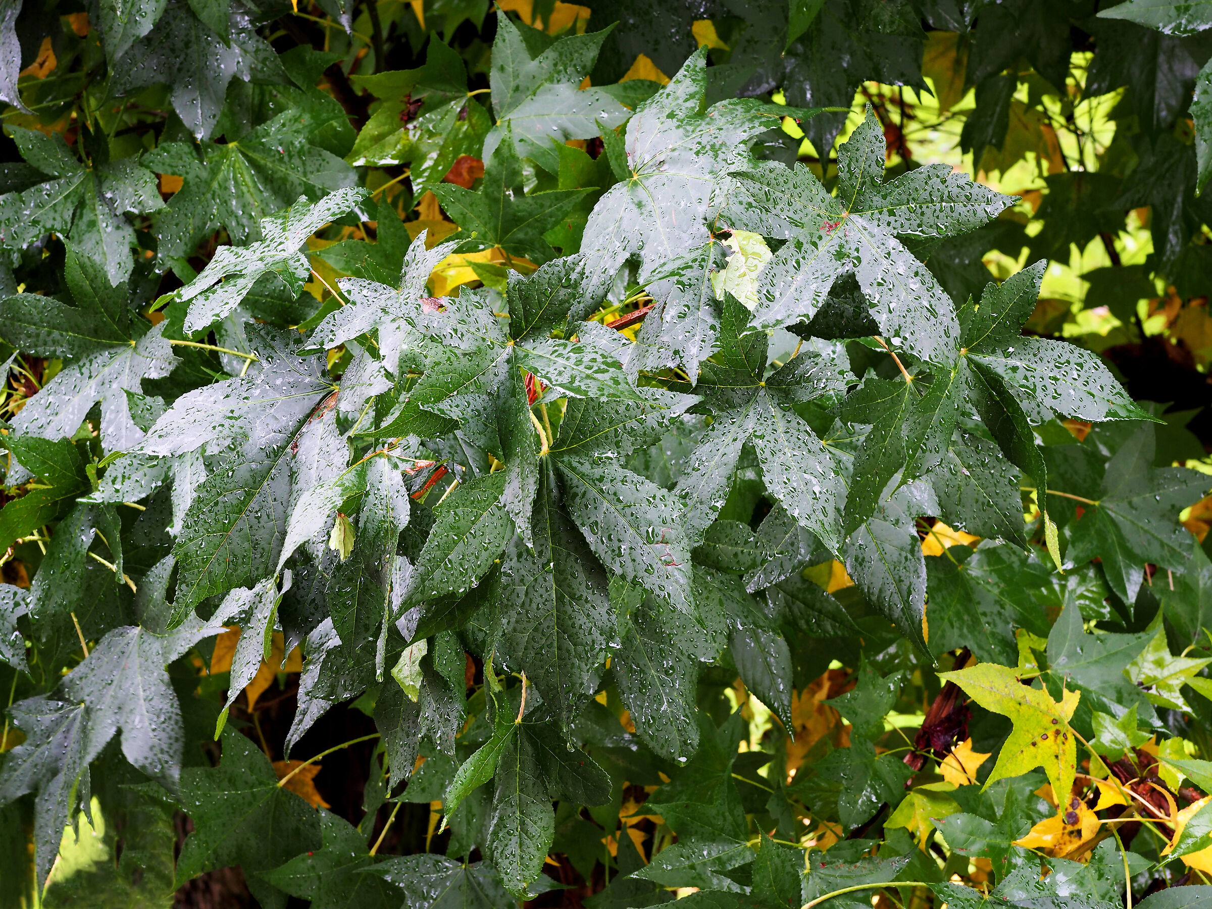Foglie, pioggia, autunno