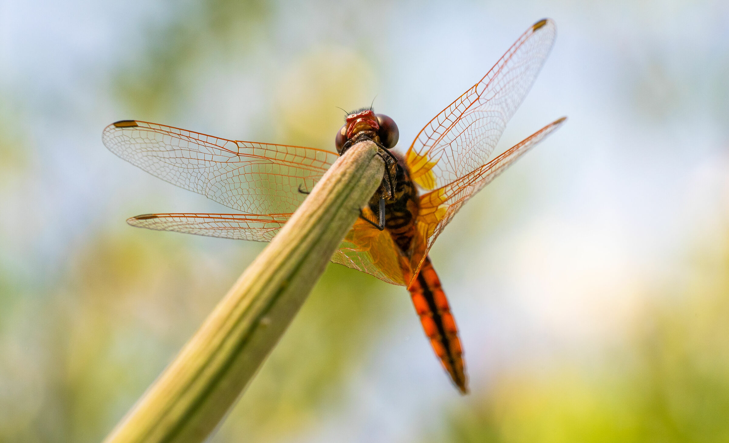 Dragonfly at Mount Urpinu