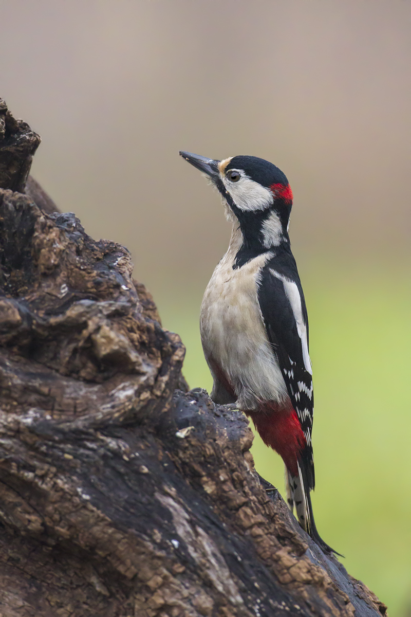 picchio Rosso Maggiore MkIV