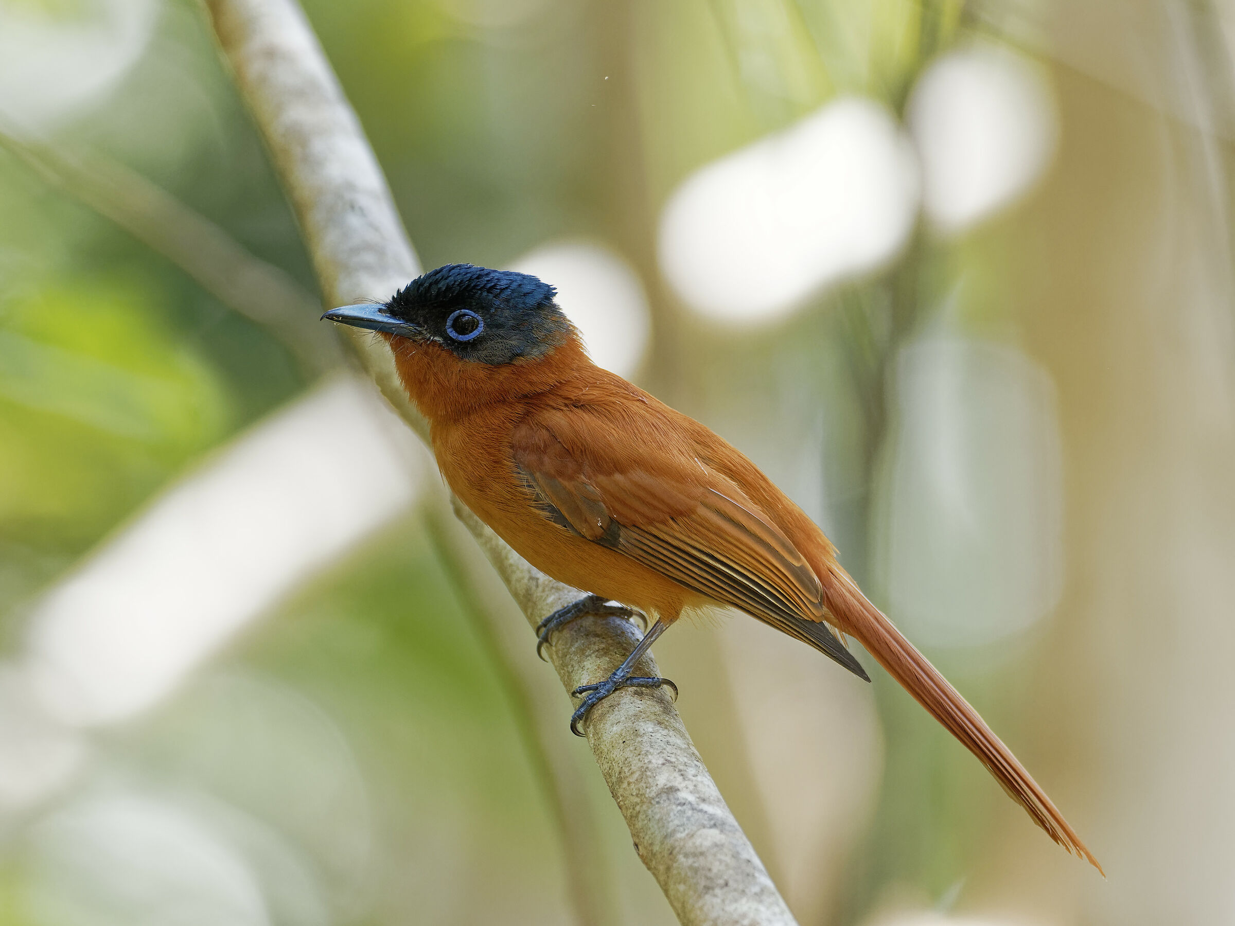 Uccello del Paradiso Femmina