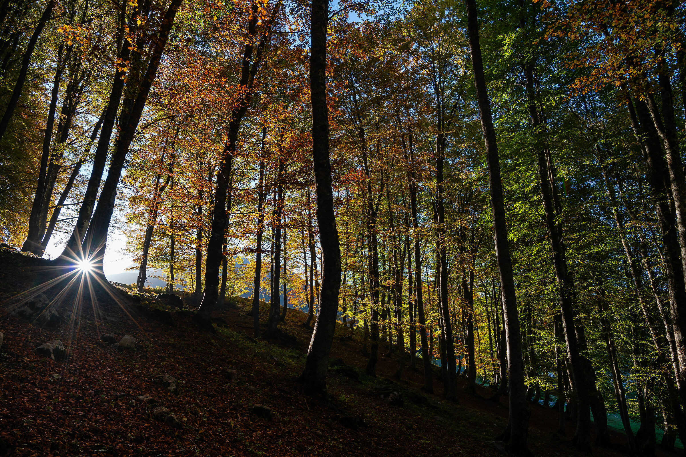 Sottobosco Autunnale