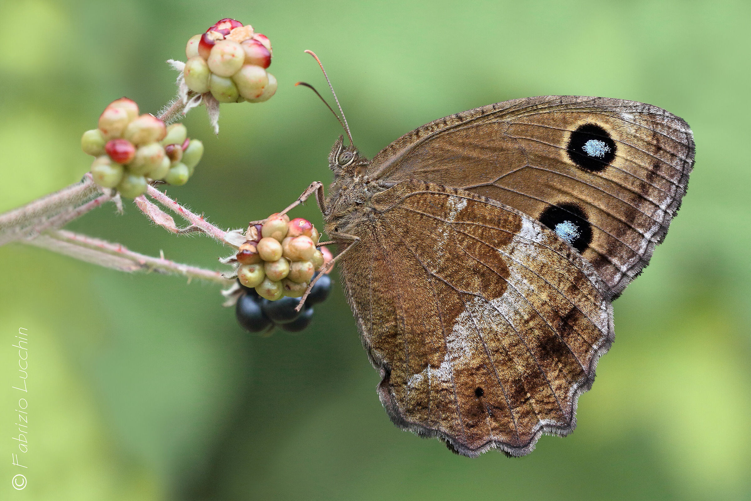 Minois dryas  (esemplare femmina)
