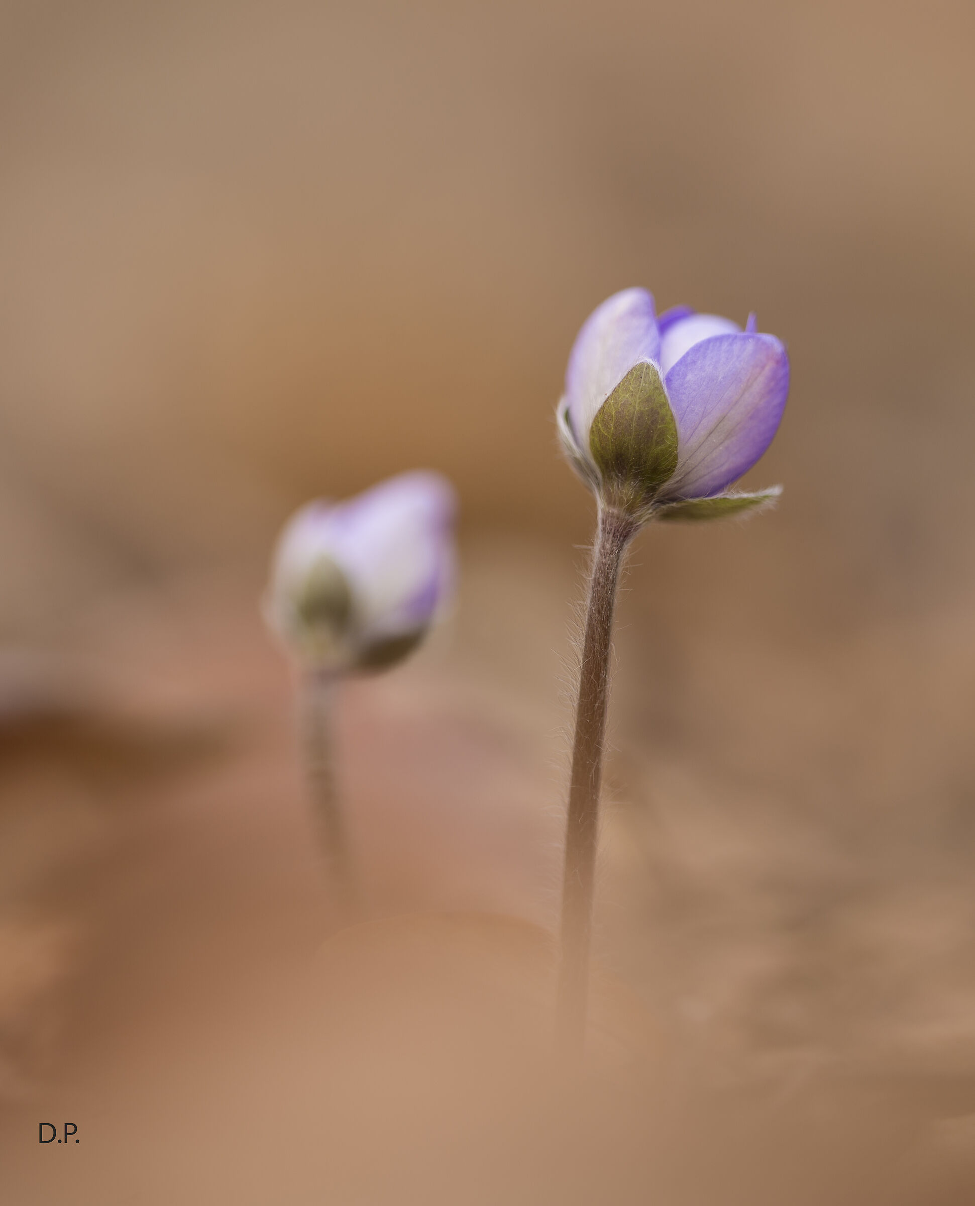 Hepatica nobilis
