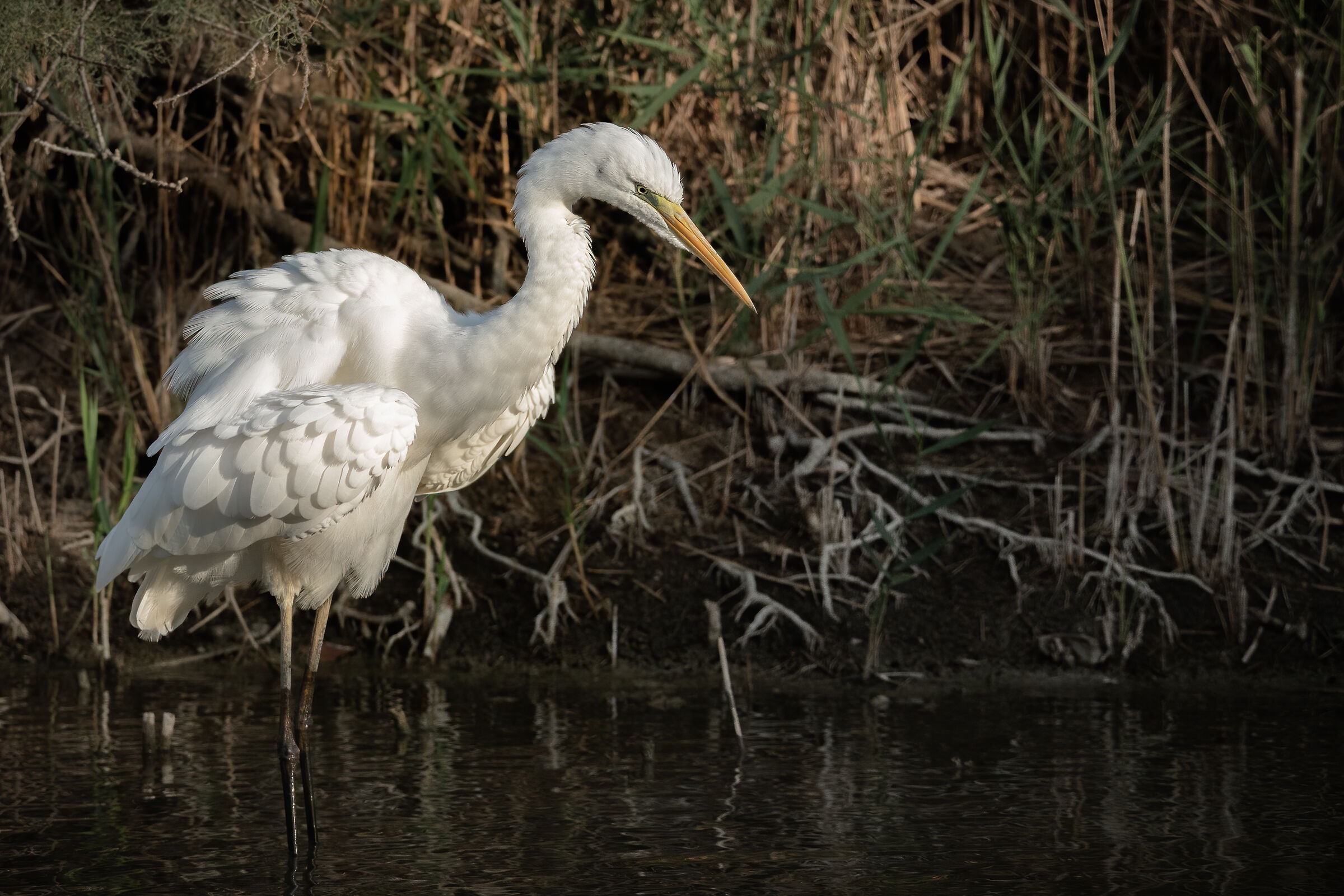 Una sistemata alle piume