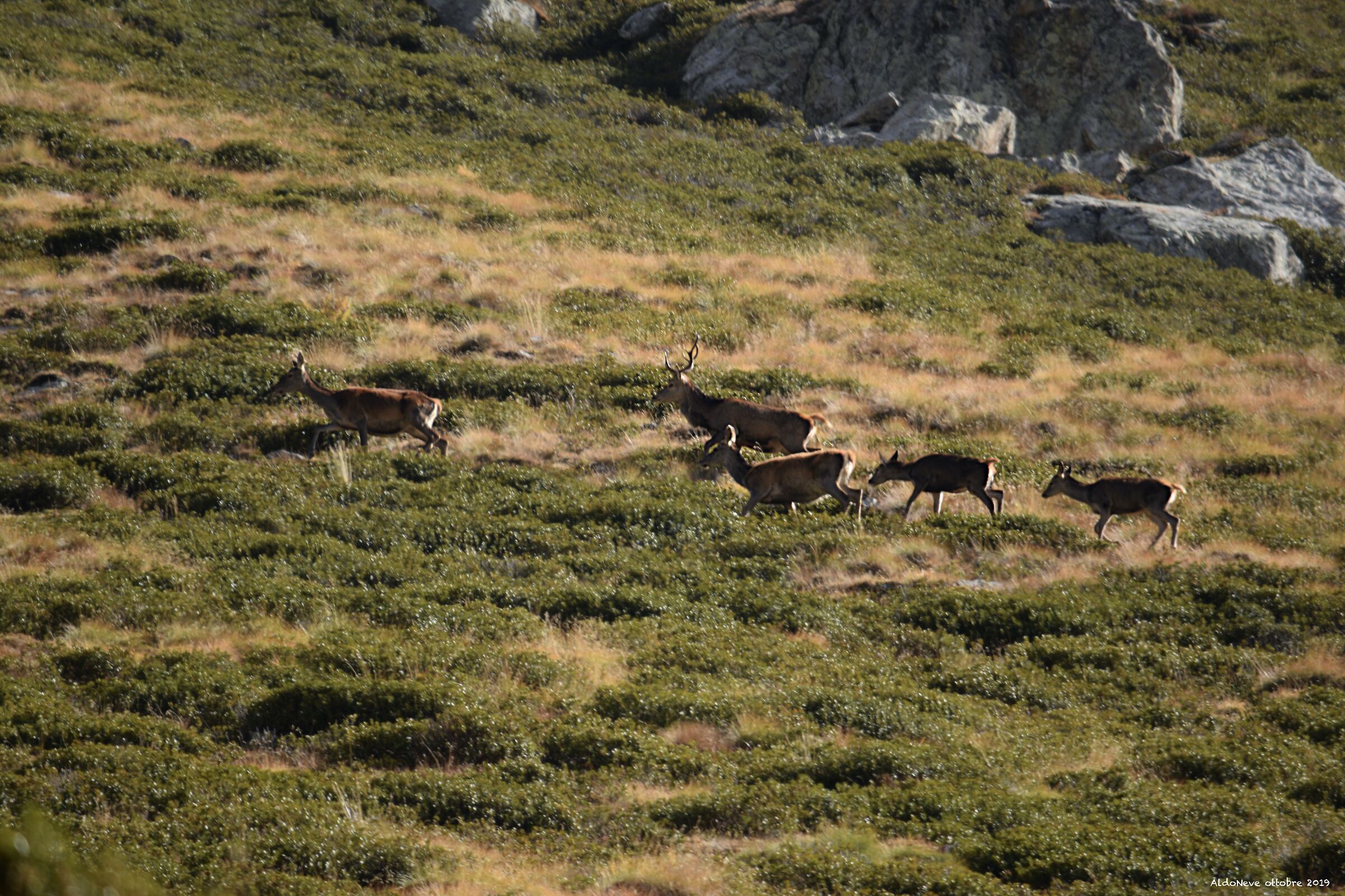 Un cervo maschio per quattro femmine...