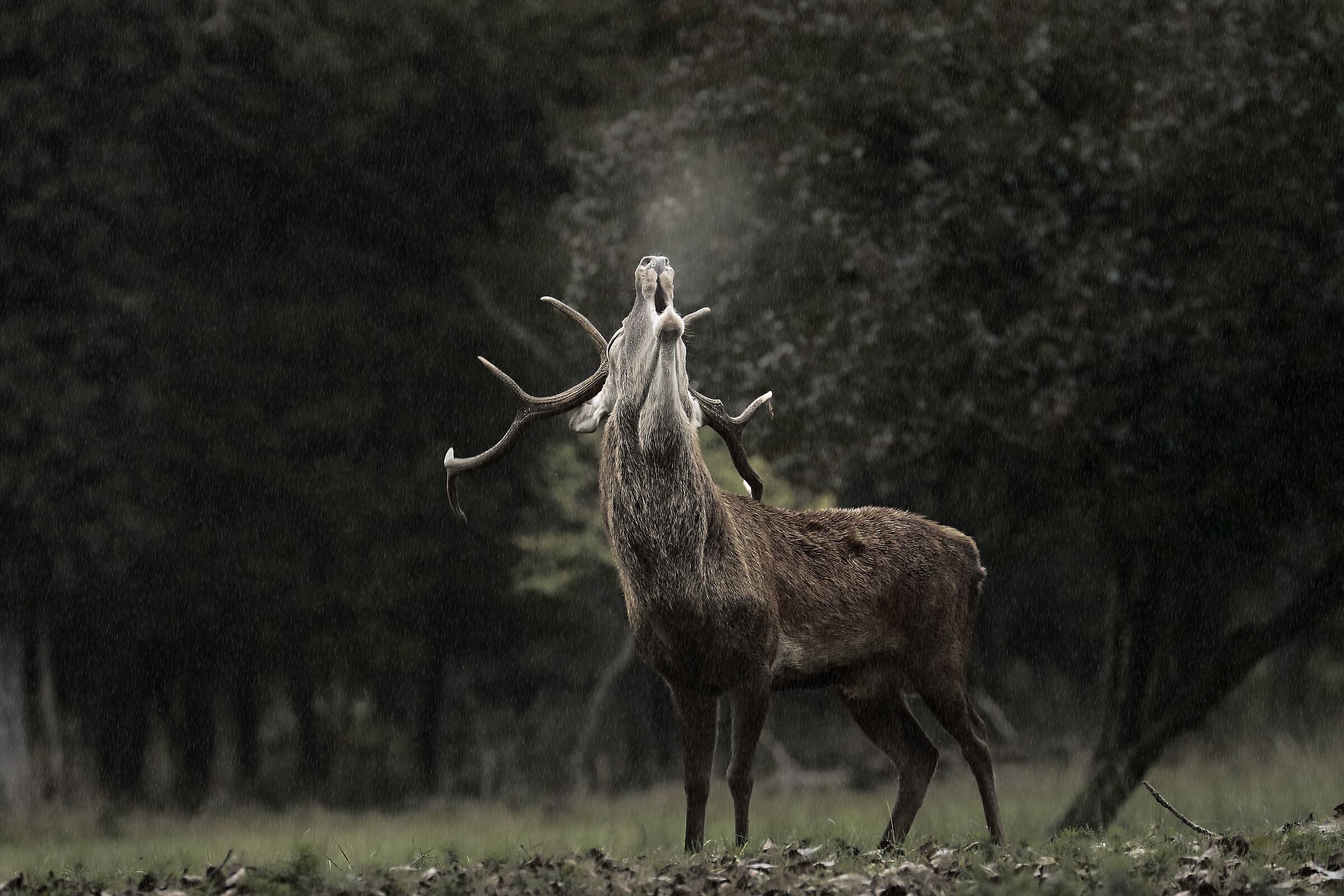 The Scream in the Storm