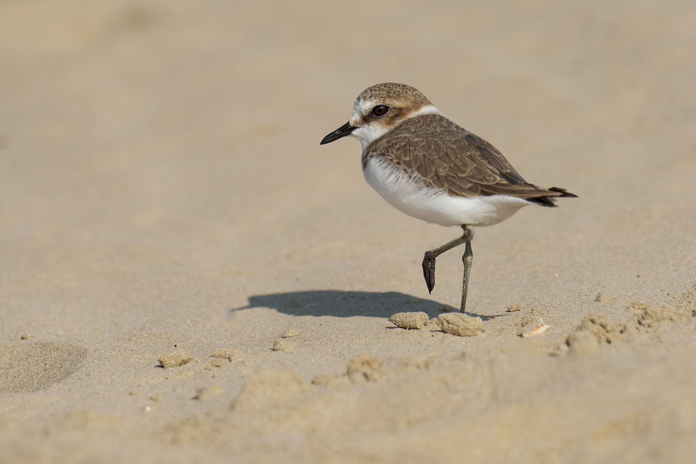 Fratino (Charadrius alexandrinus)
