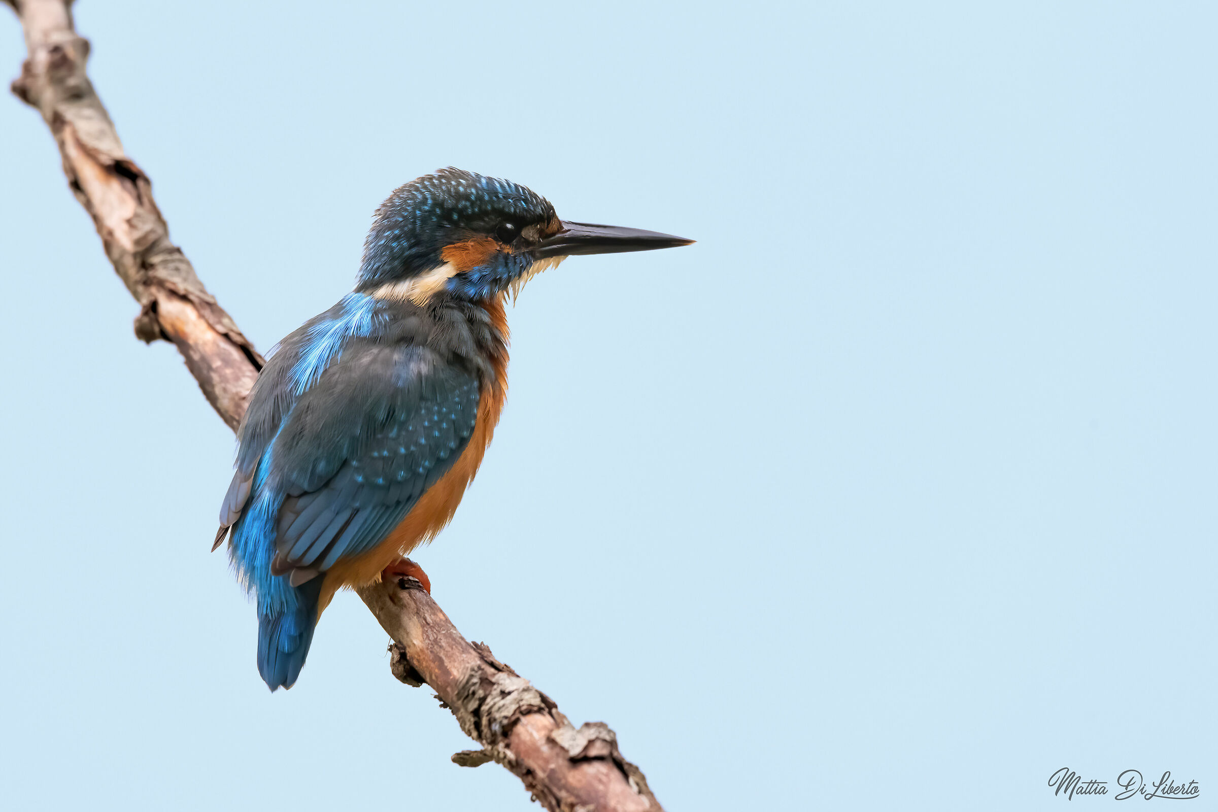 Il mio primo martino