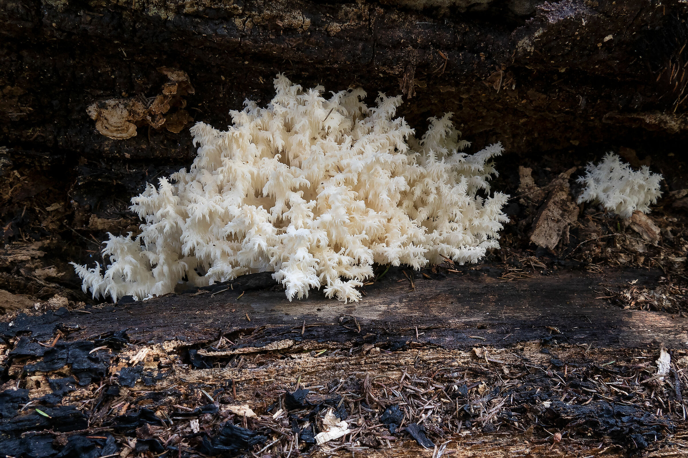 Hericium clathroides