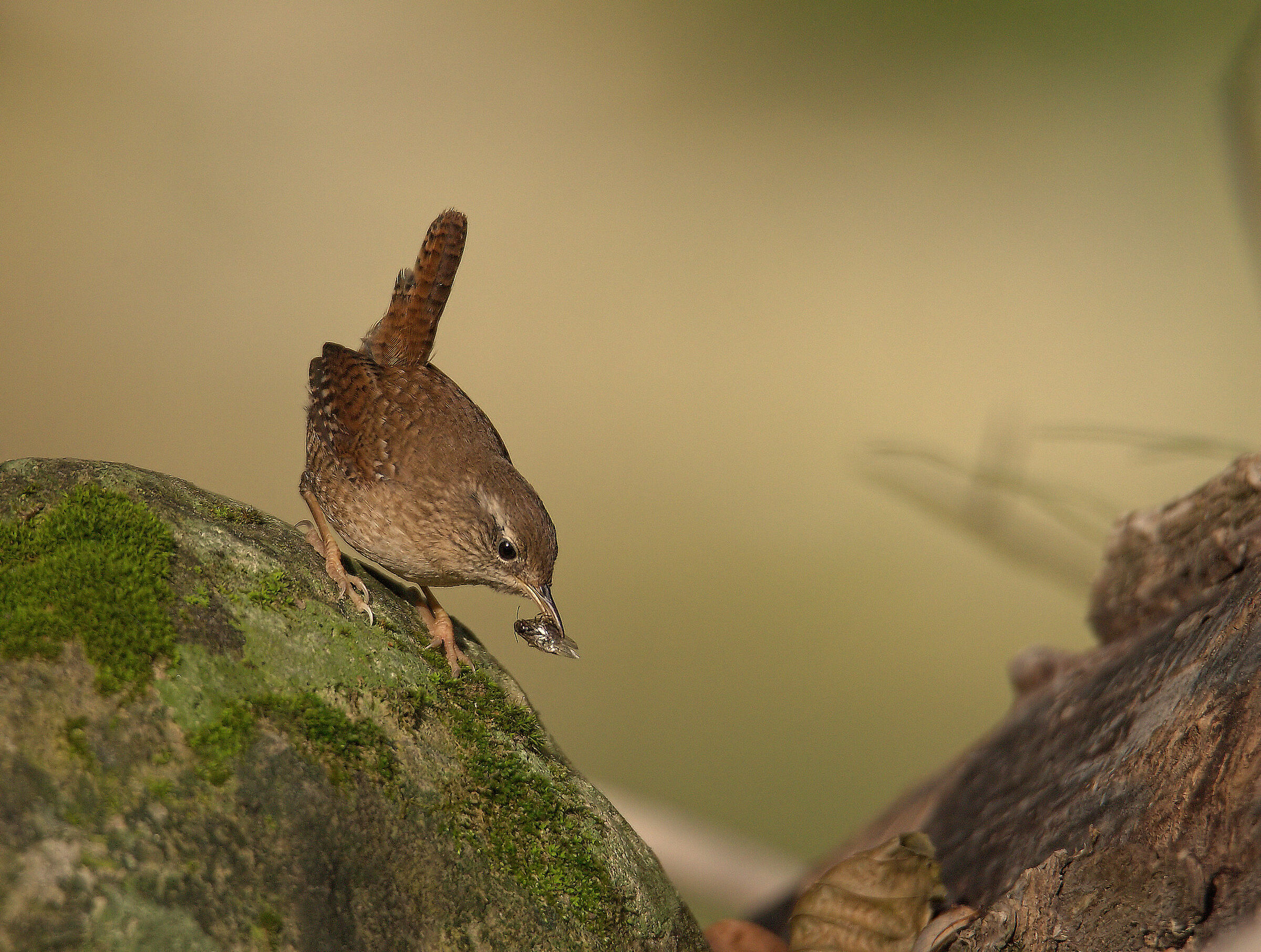 Wren