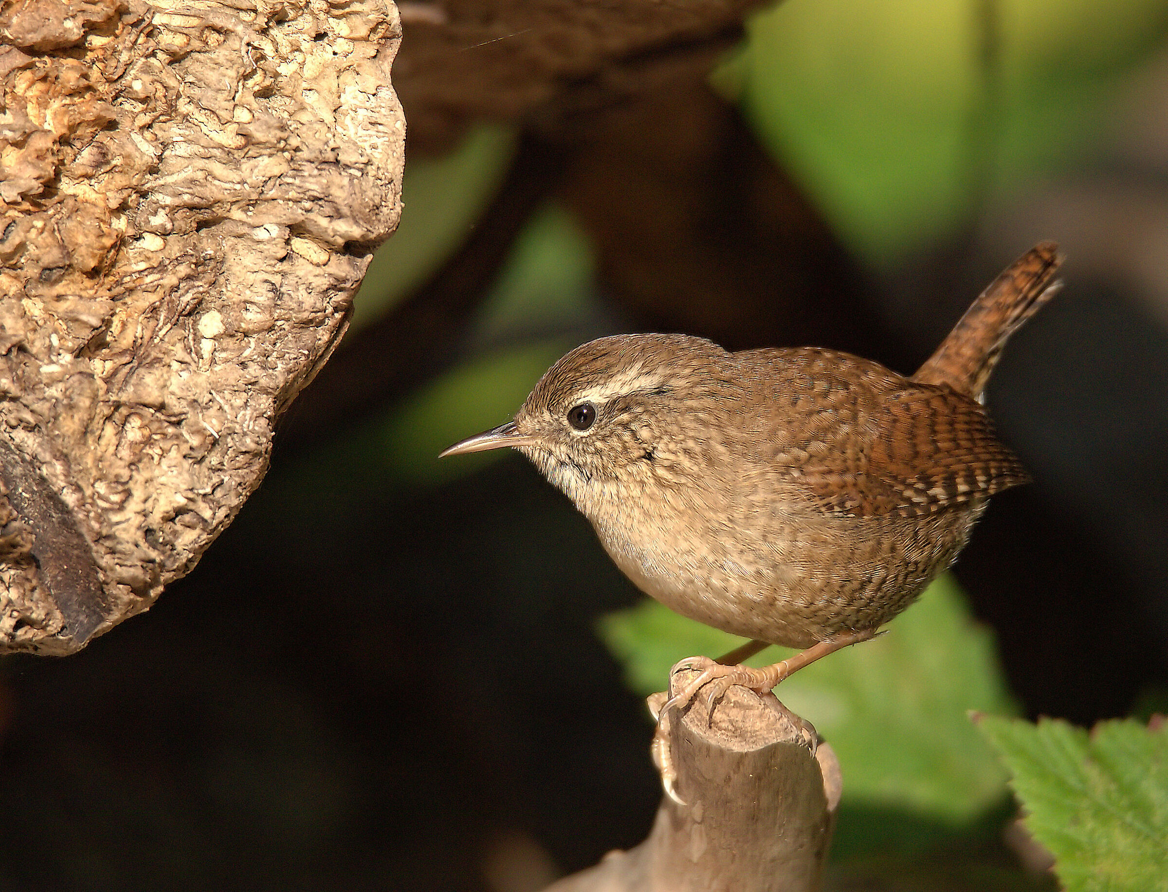 Wren