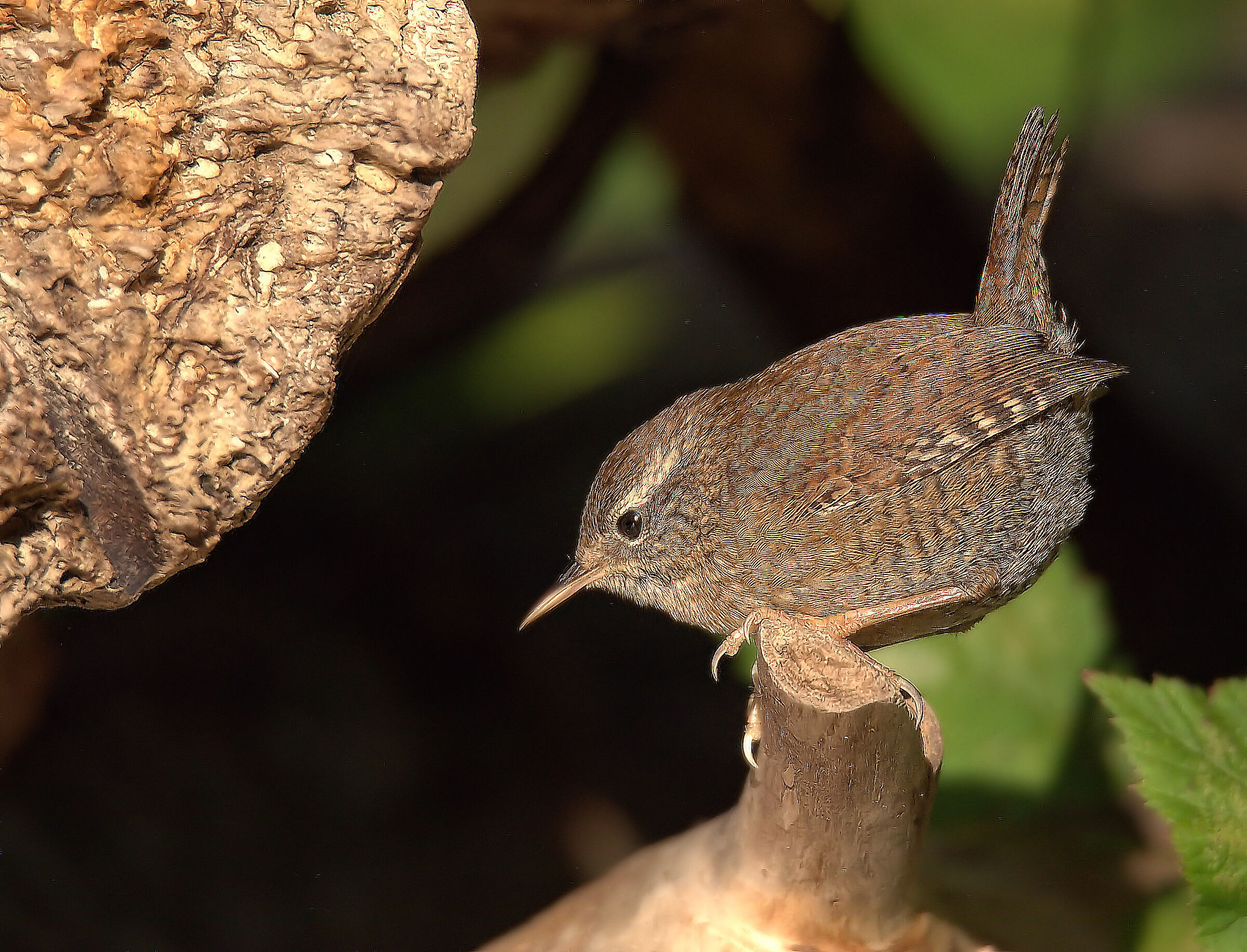 Wren