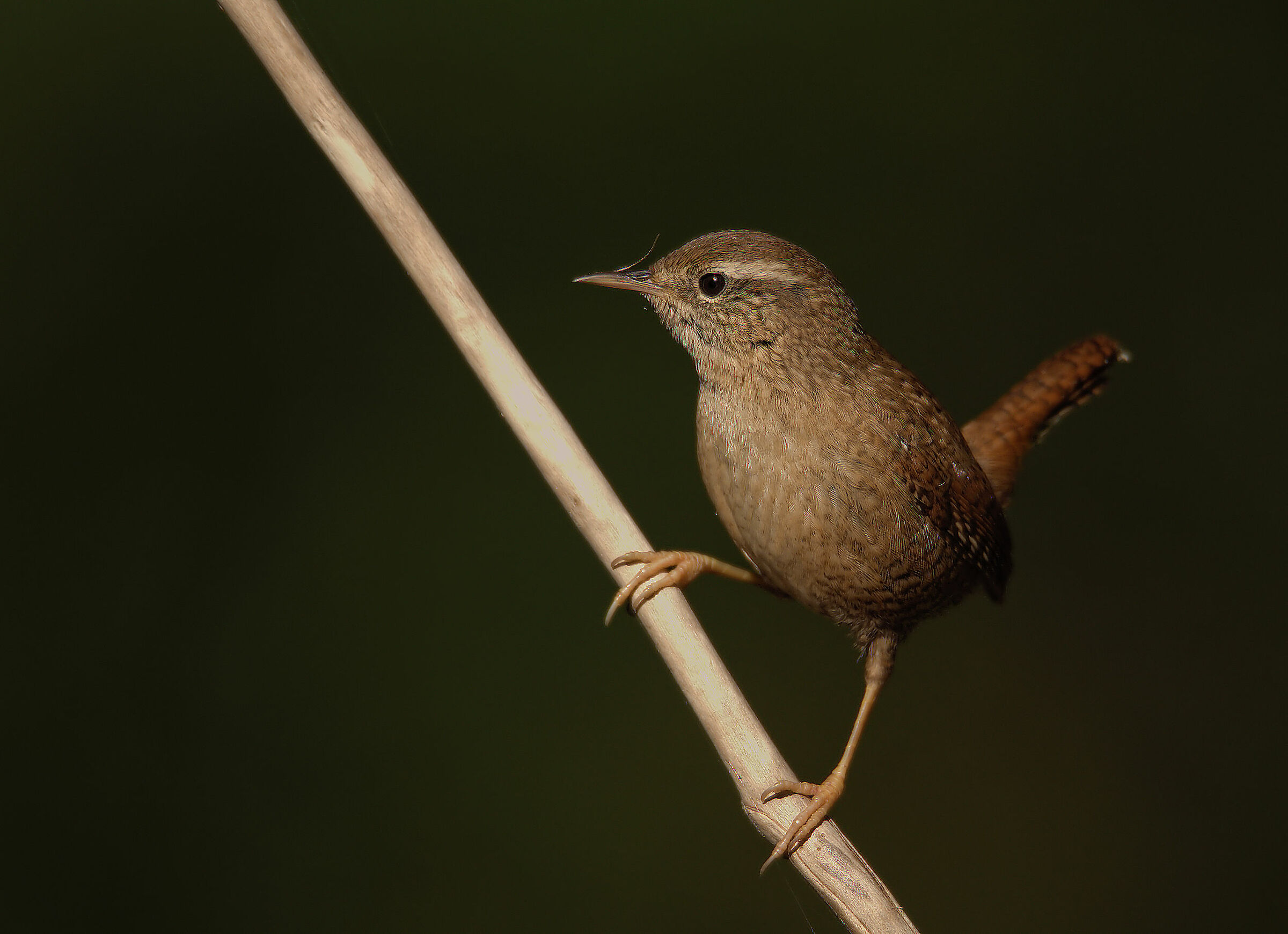 Wren