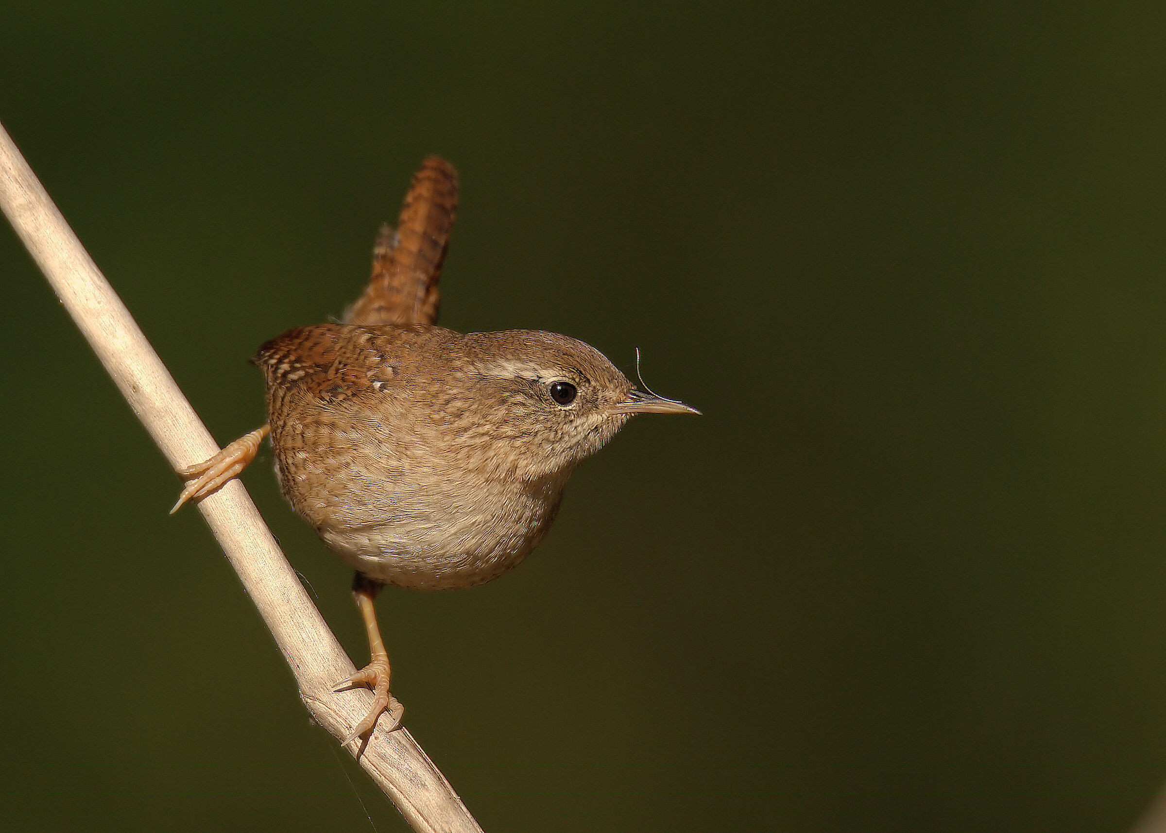 Wren