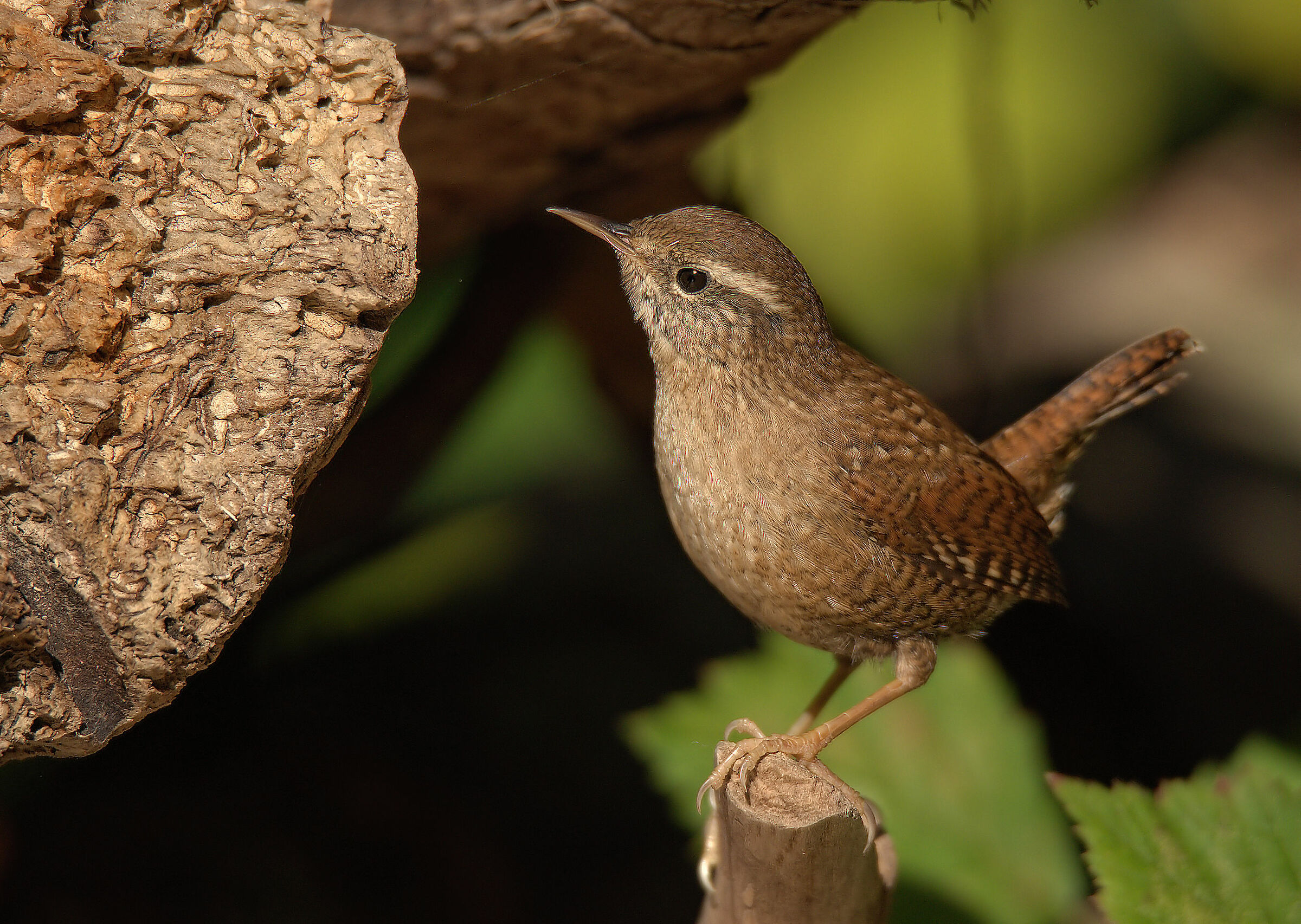 Wren