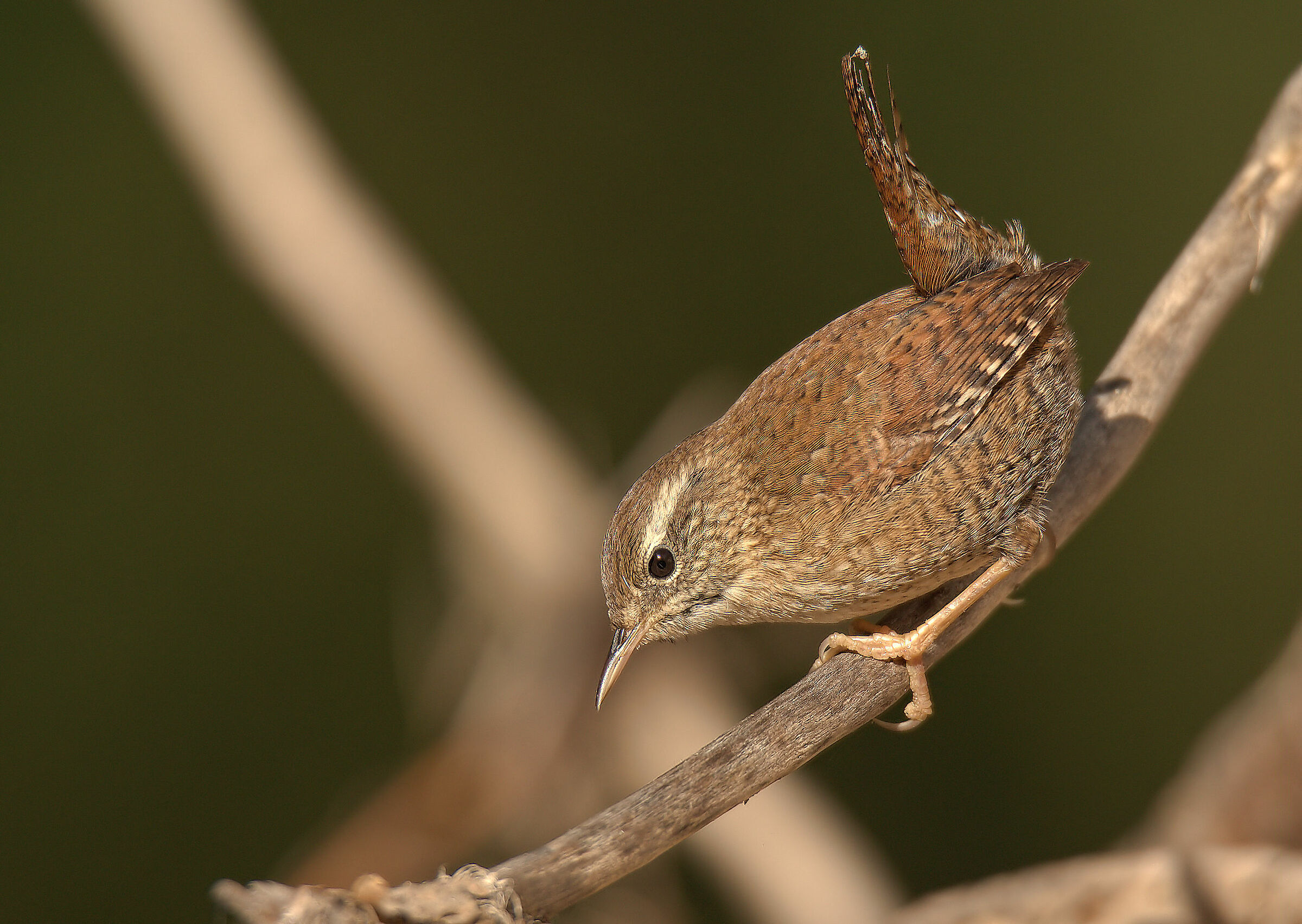Wren