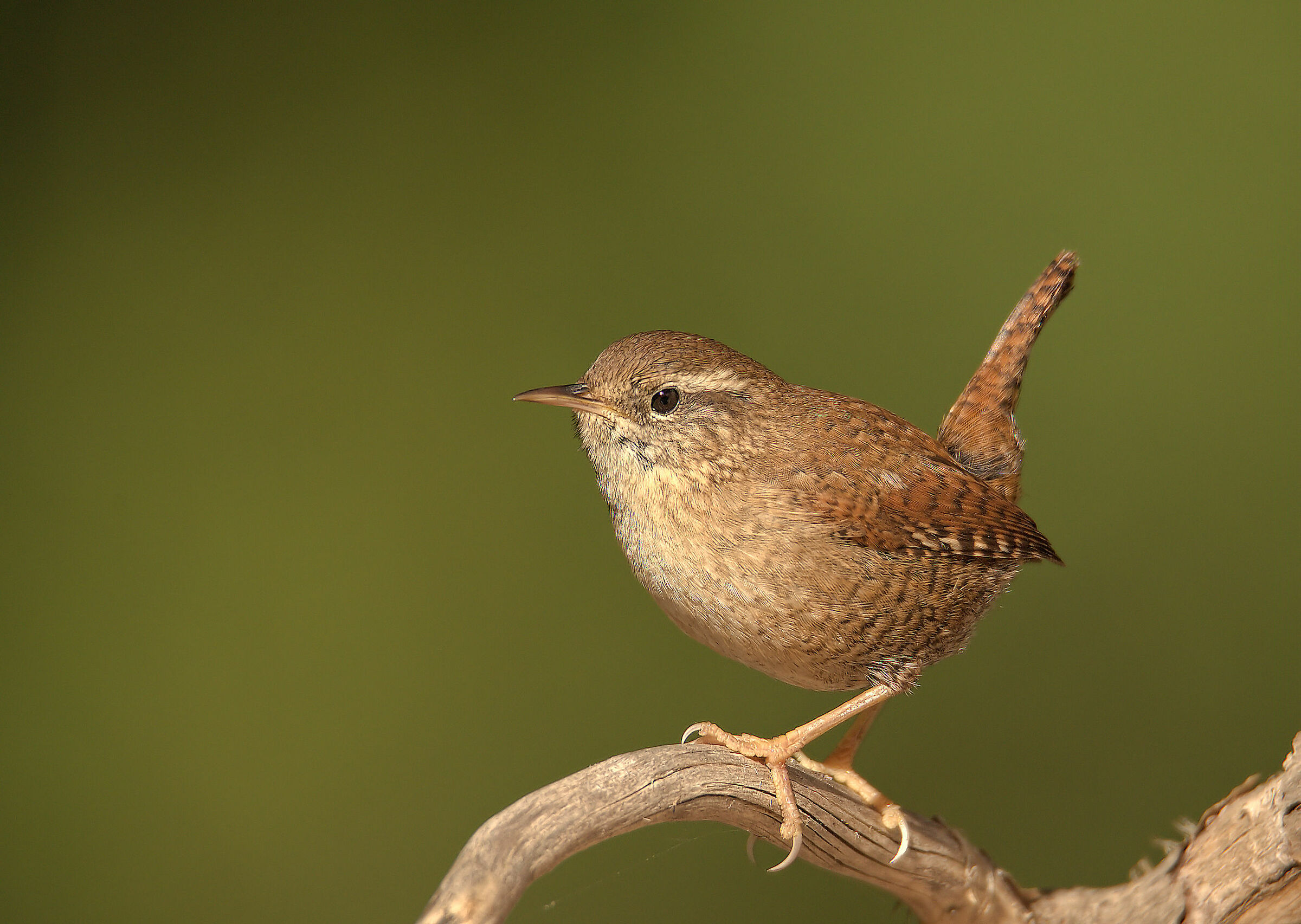 Wren