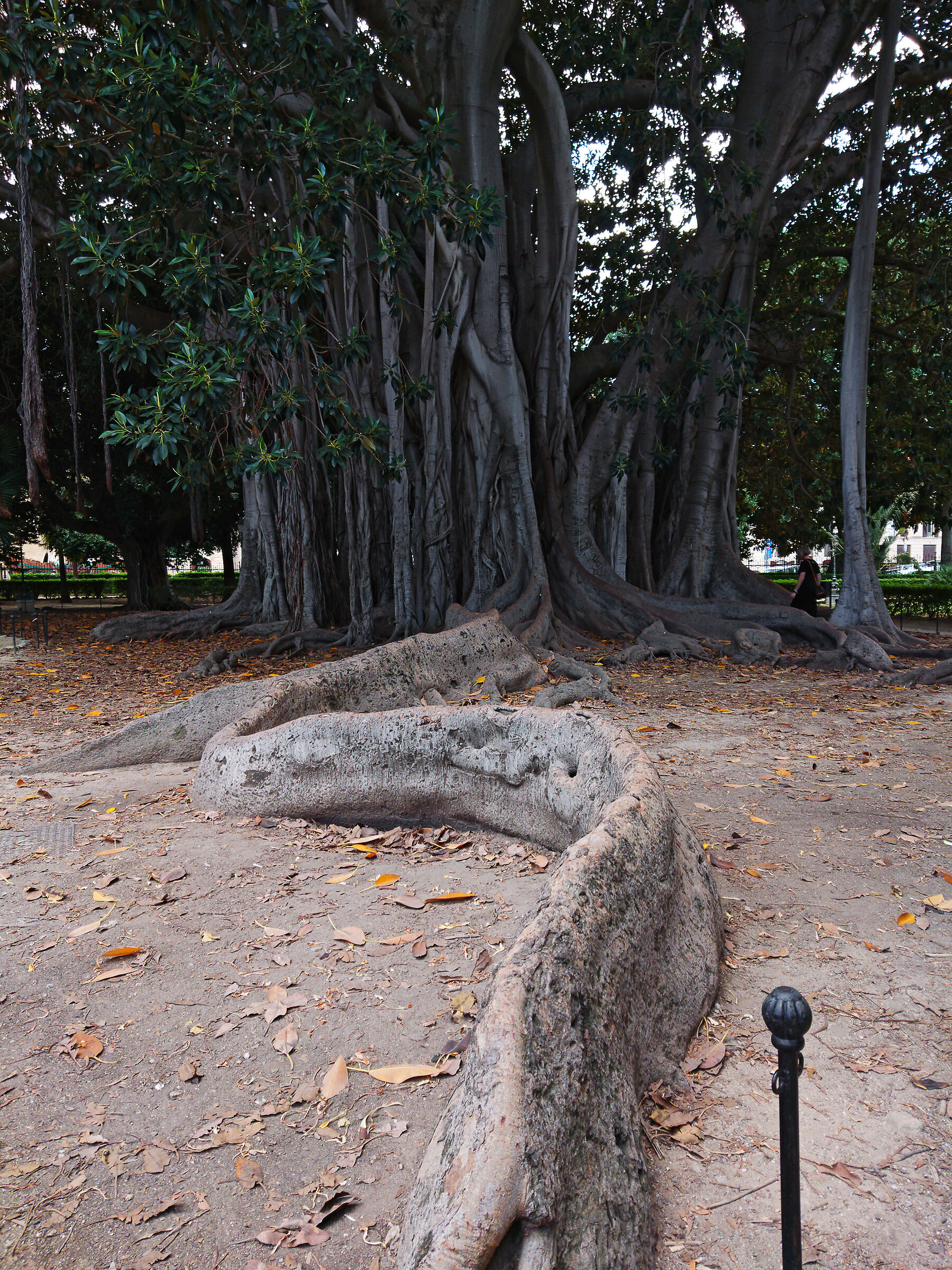 Magnolia at the Garibaldi garden in Palermo