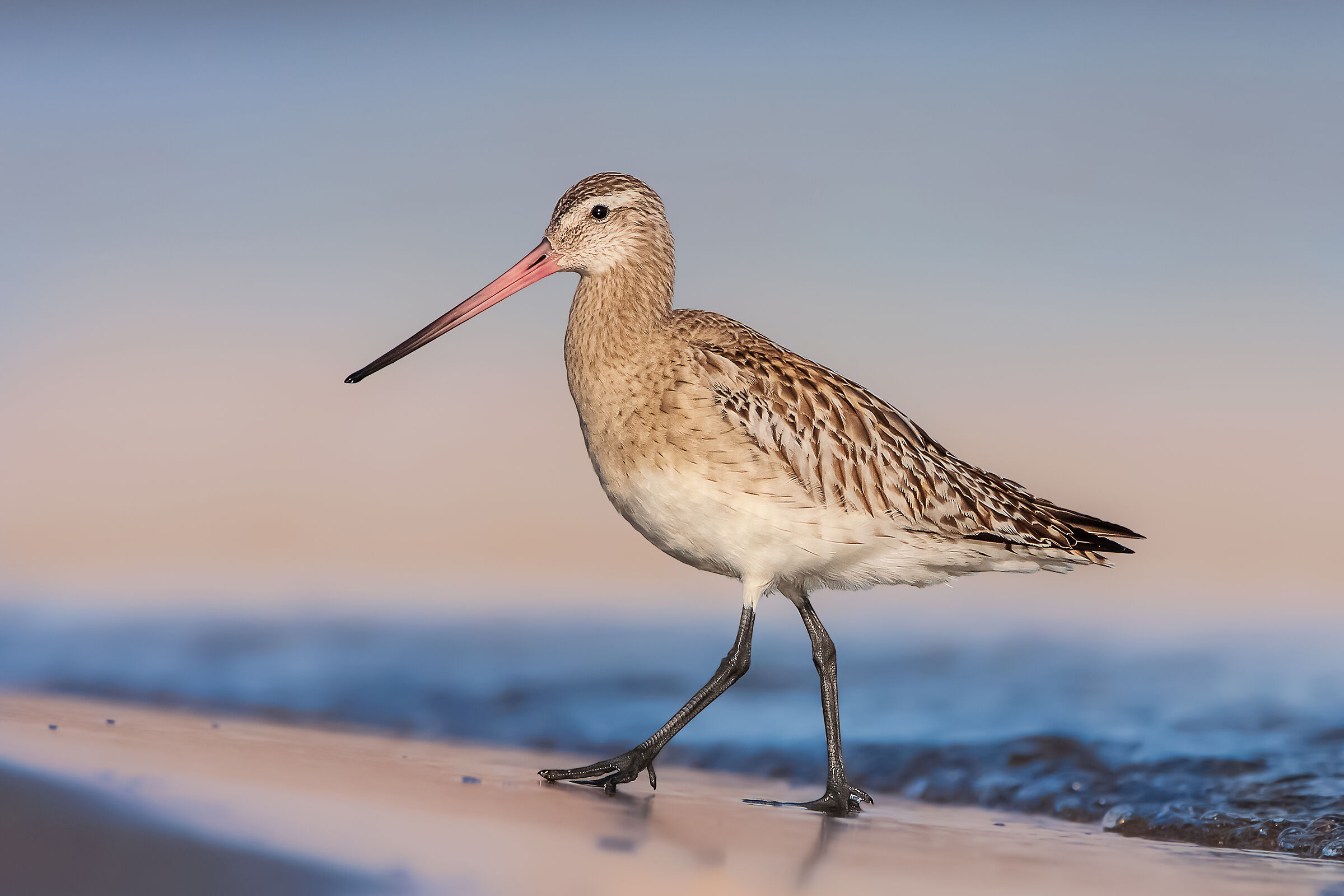 Pittima di Viarieggio