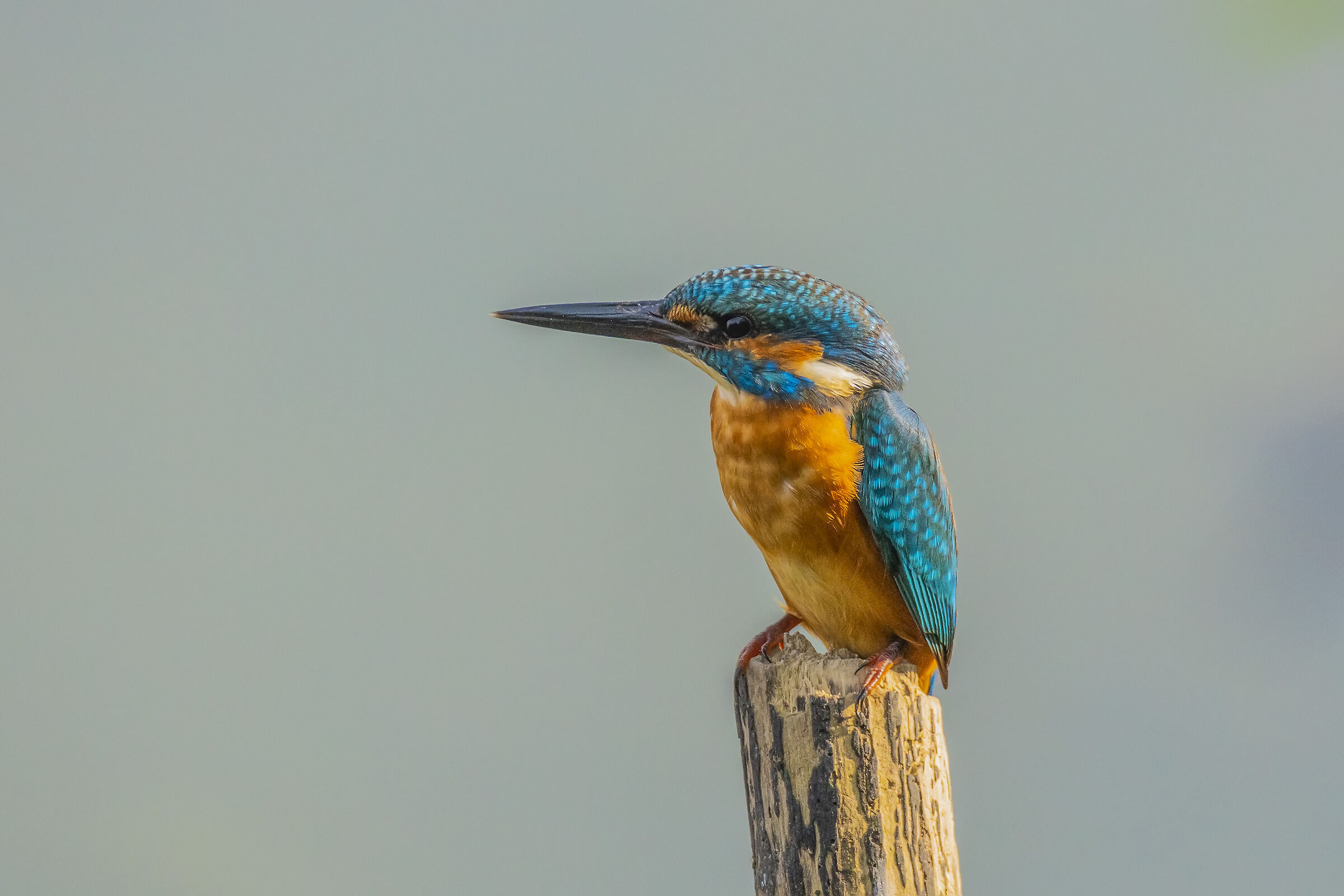 Martin, Isle of Cona October 2019