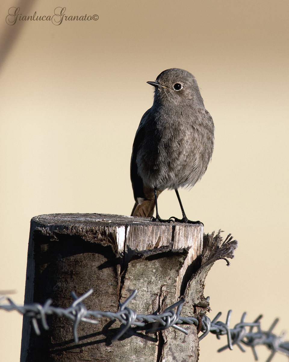 Codirosso spazzacamino