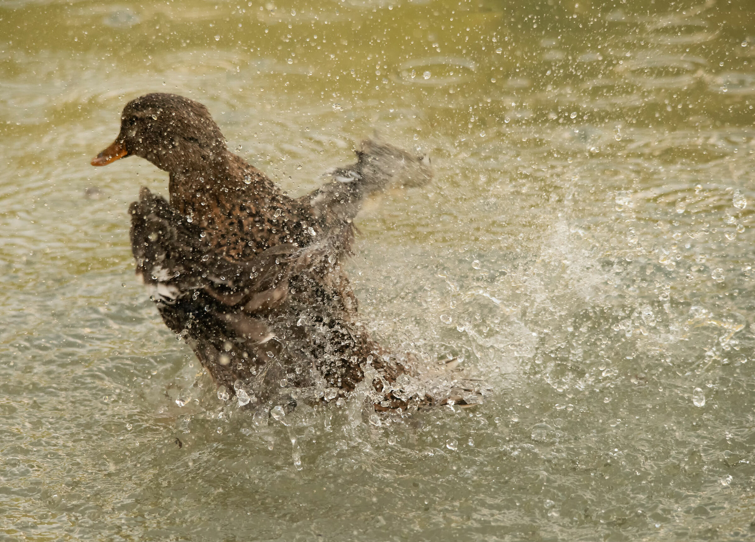 The Dance of the Duck