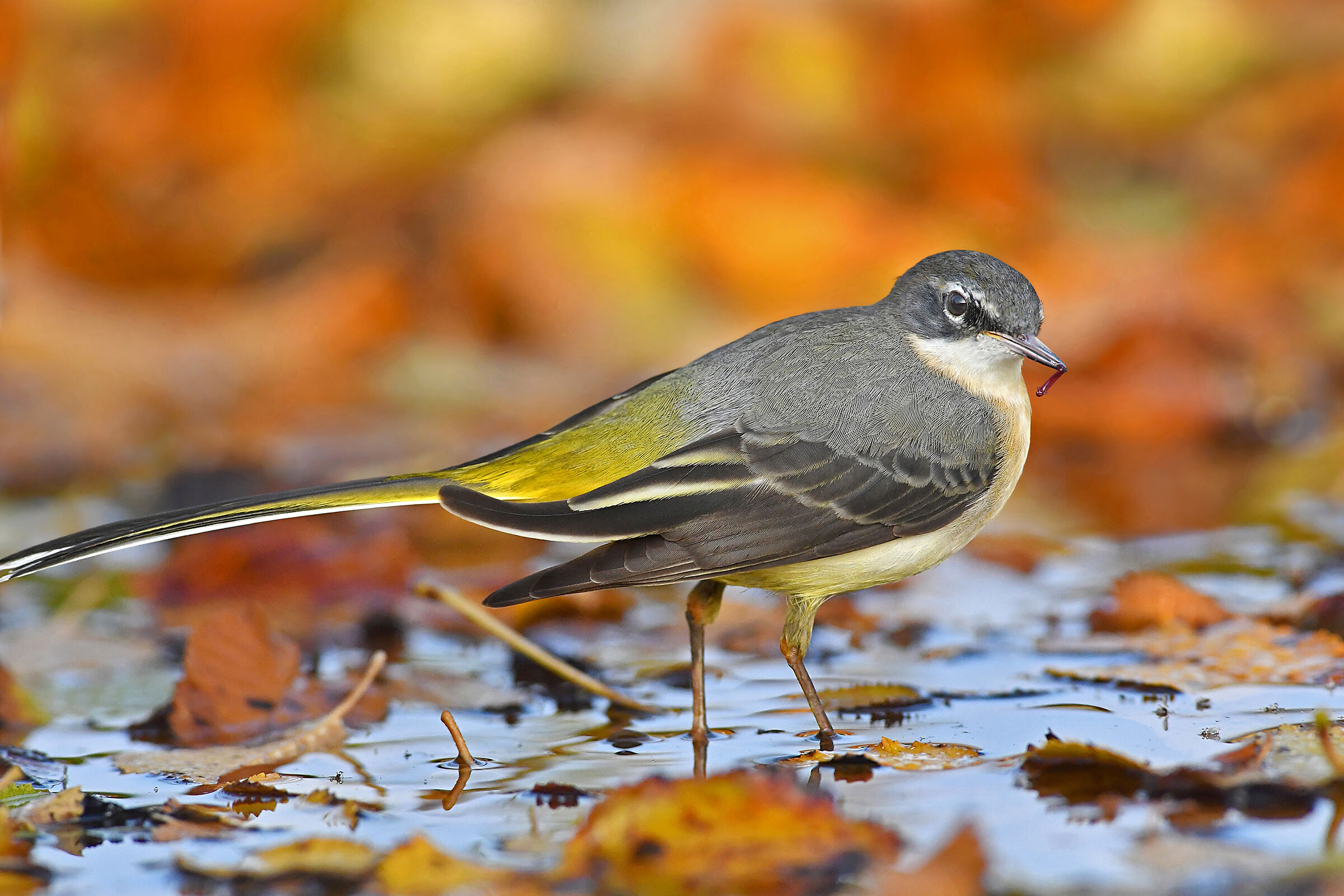 la ballerina tra i colori d'autunno