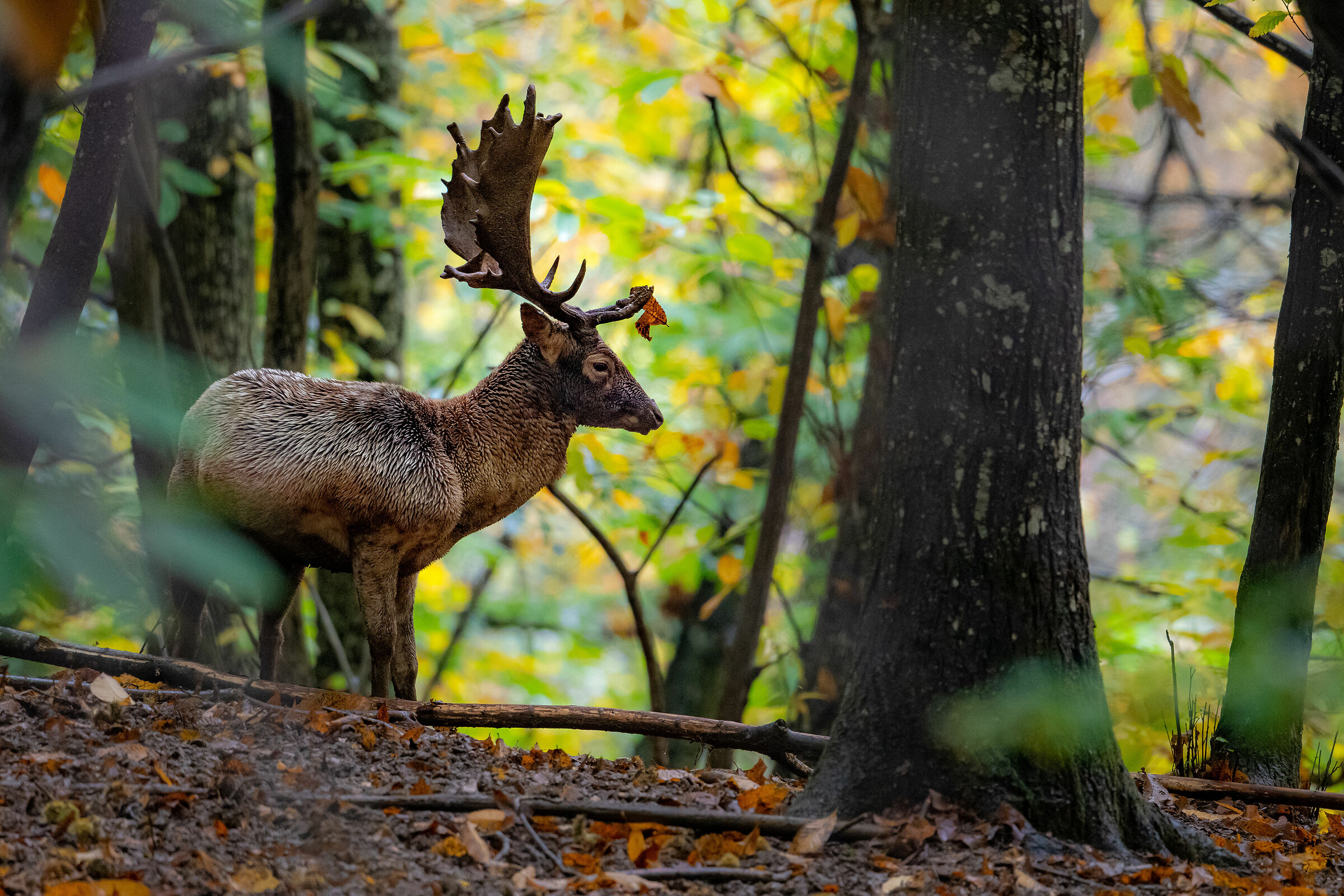 In the deepest forest ...