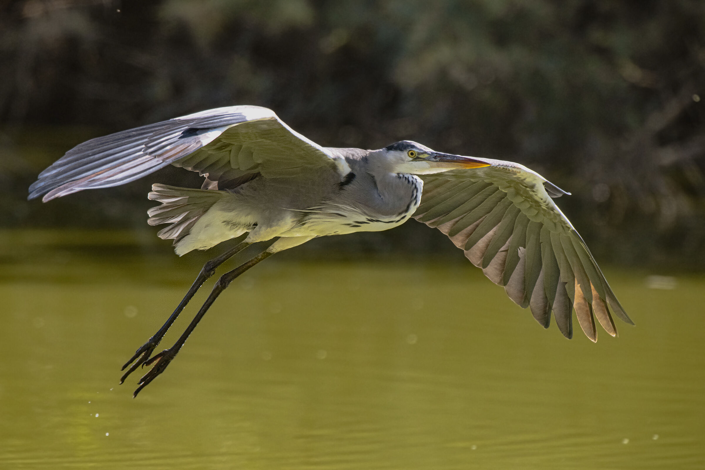 Ardea Cinerea coming soon